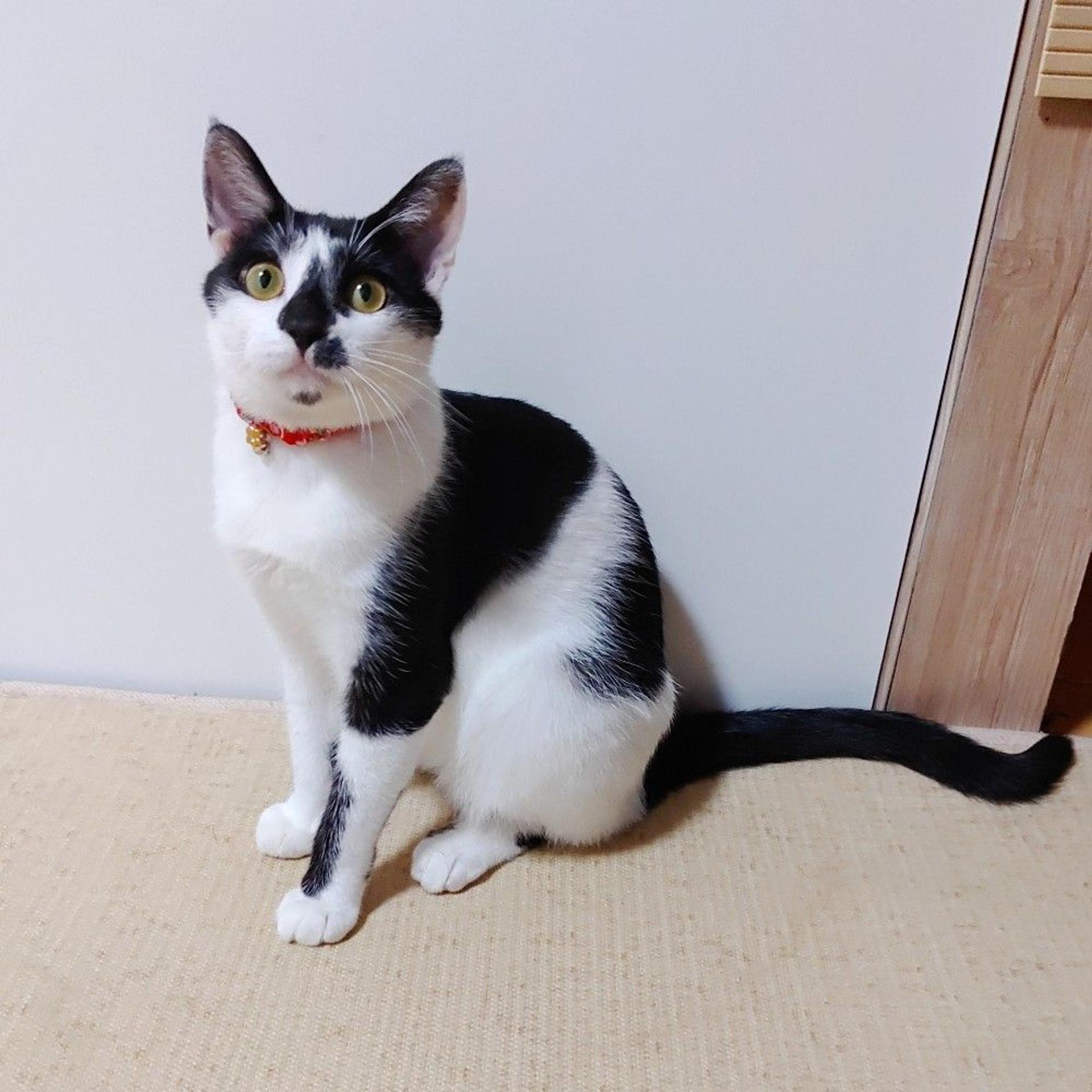 pet-image-6
