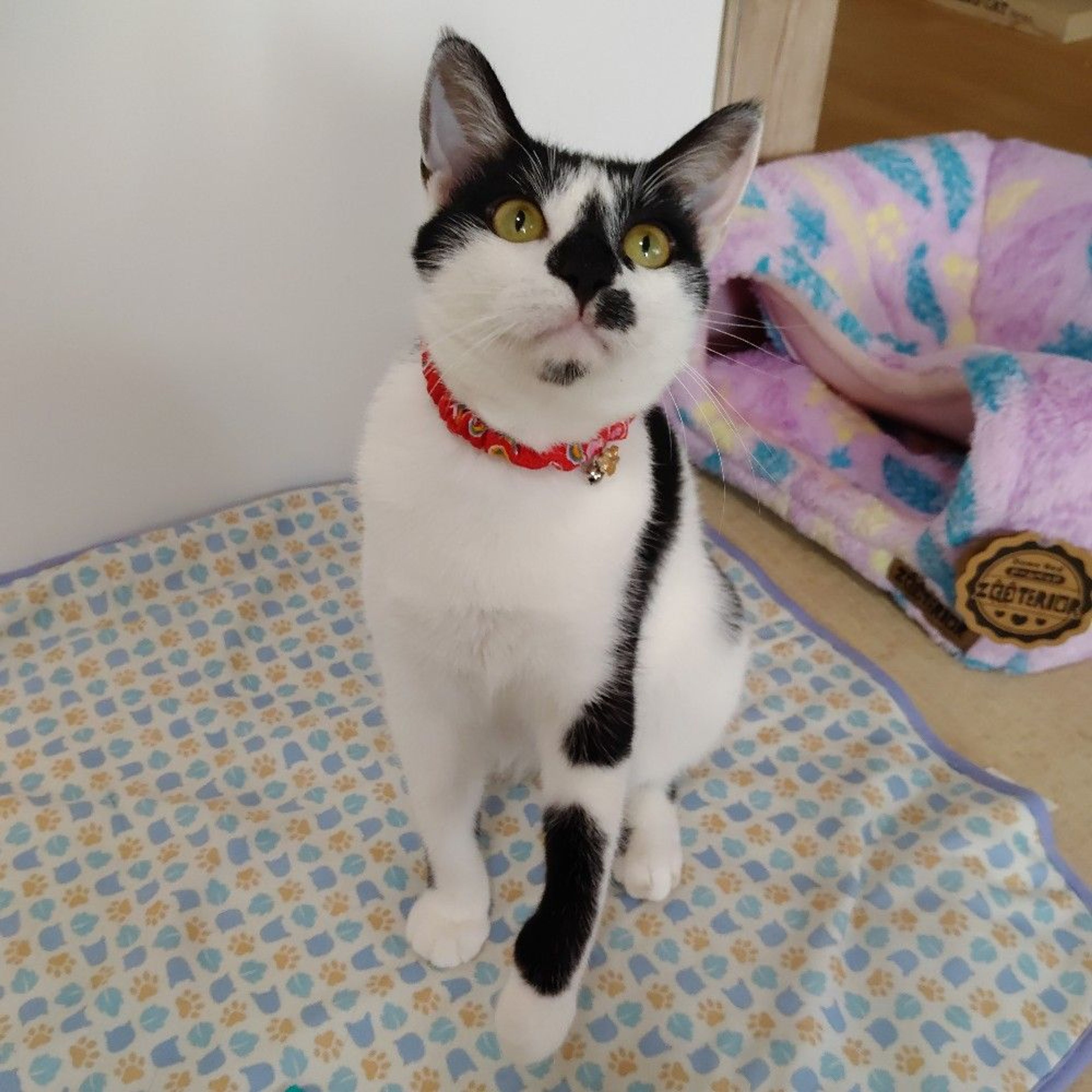 pet-image-7