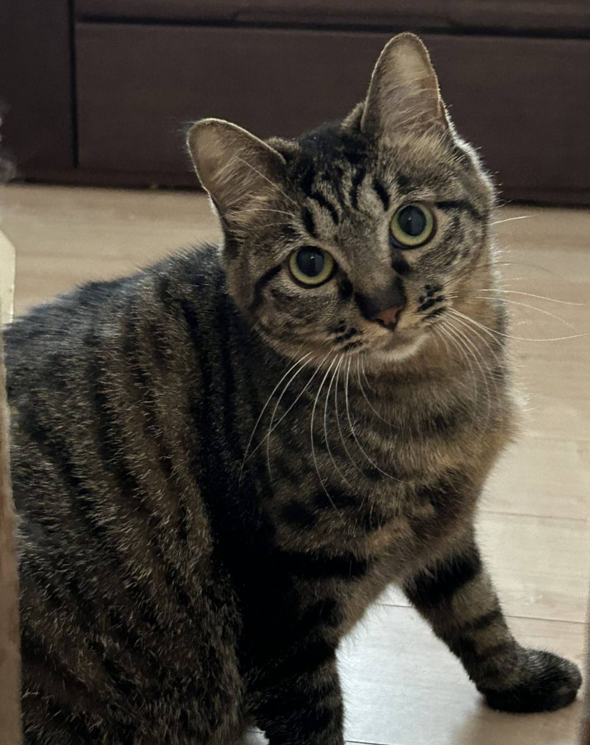 雑種（ミックス猫）・メスの里親募集の写真
