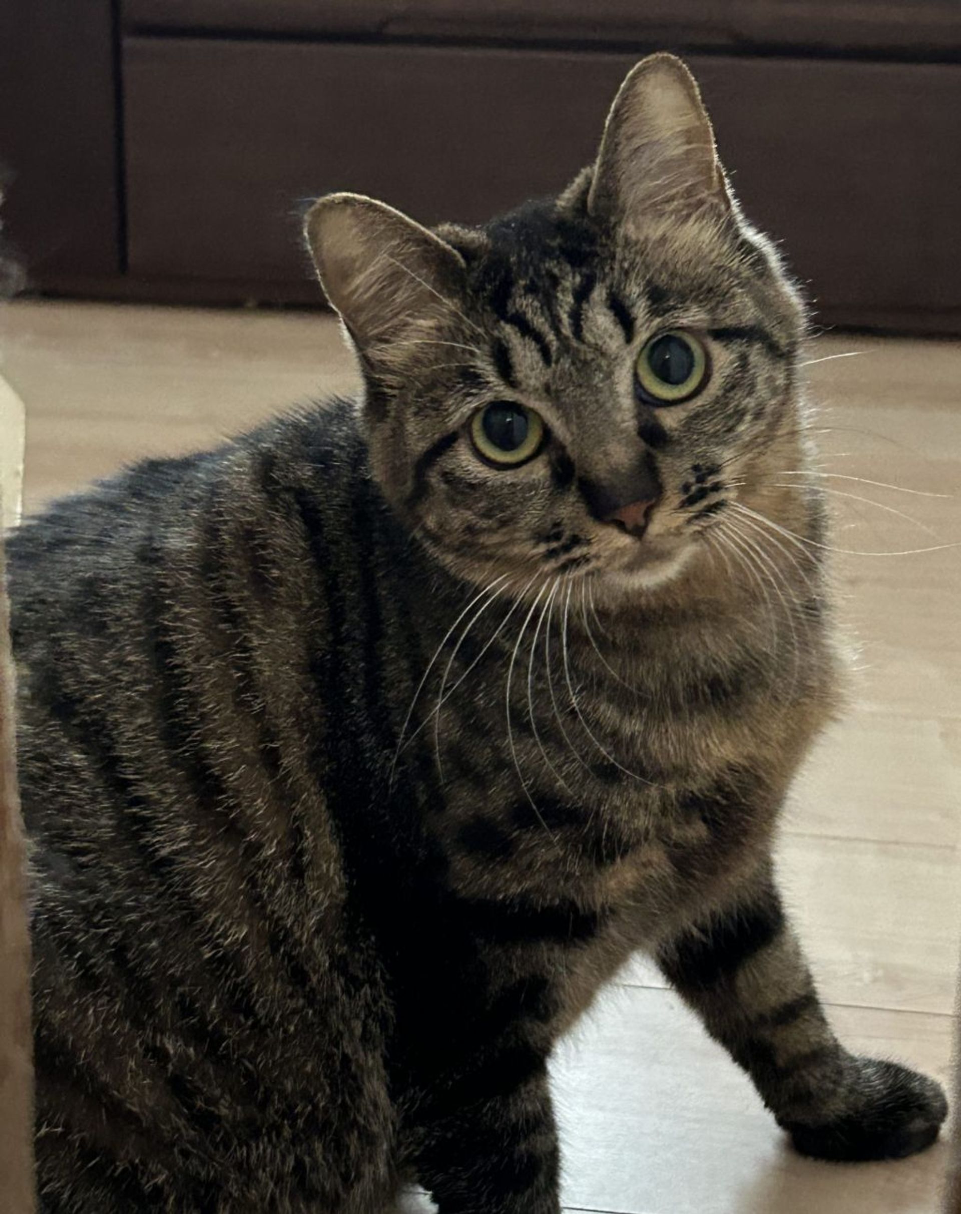 雑種（ミックス猫）・メスの里親募集の写真