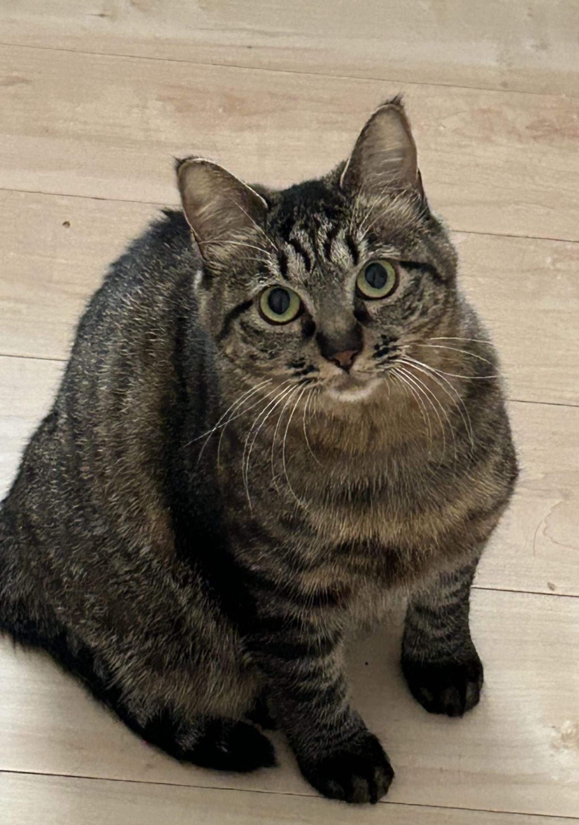 pet-image-2