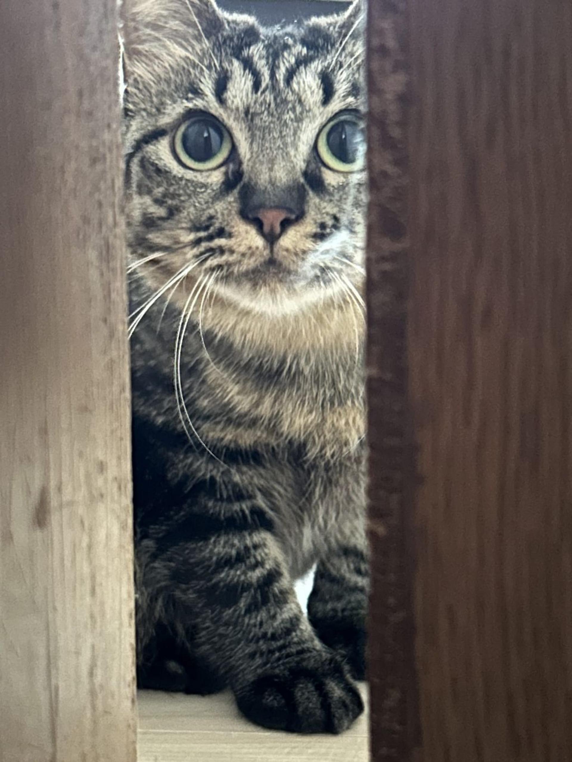 pet-image-3