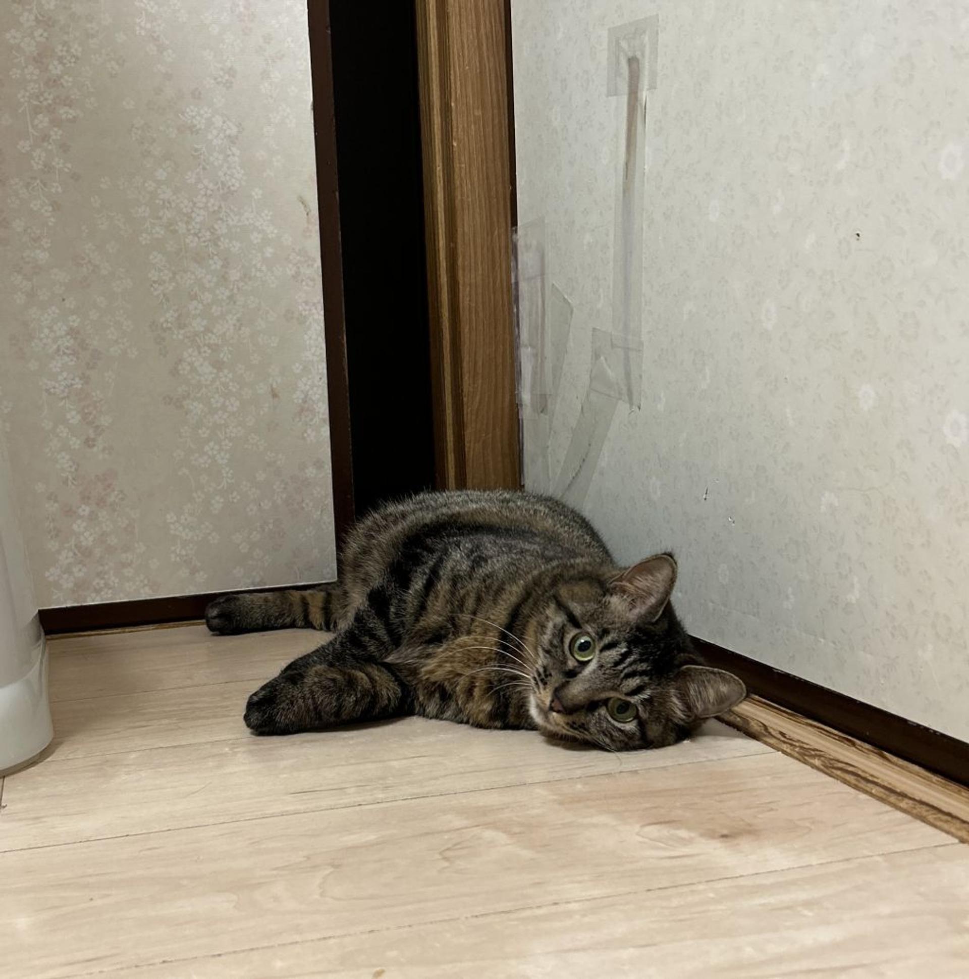 pet-image-4