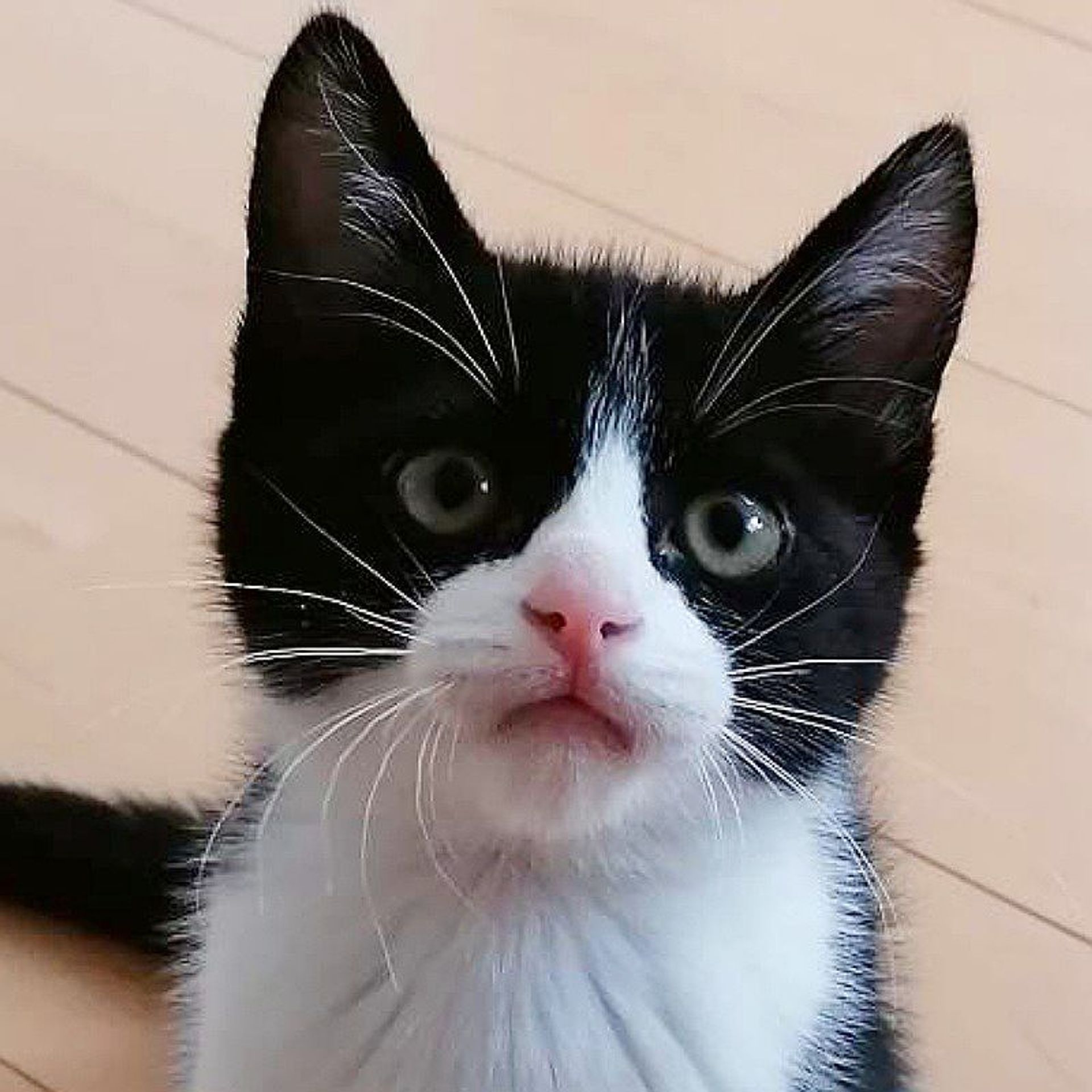 雑種（ミックス猫）・オスの里親募集の写真