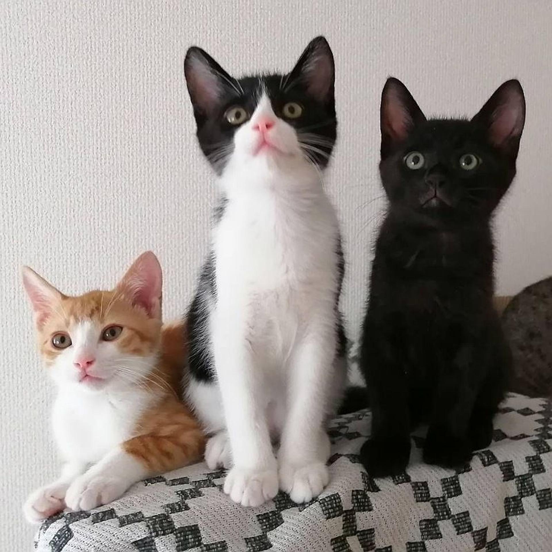 pet-image-4