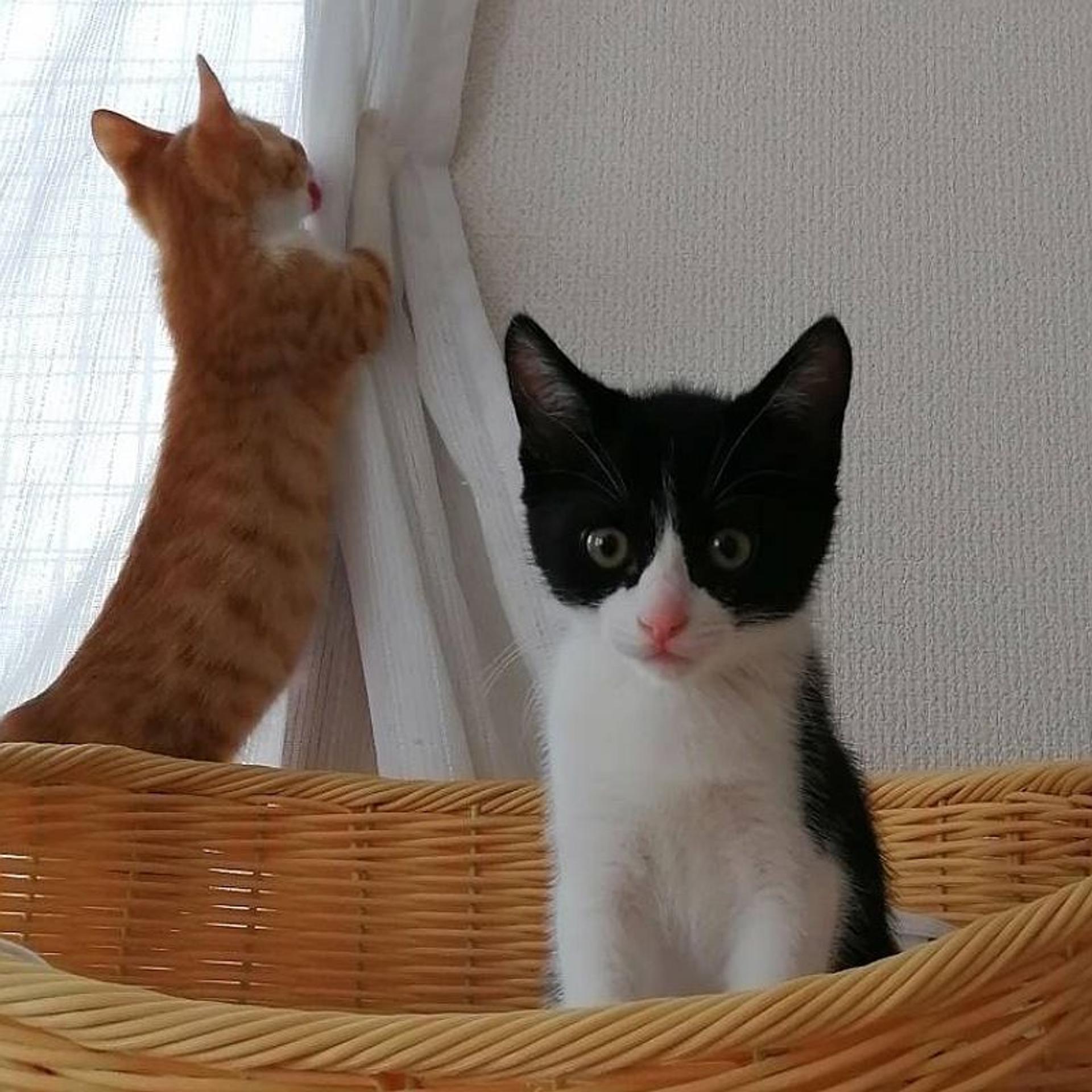 pet-image-7