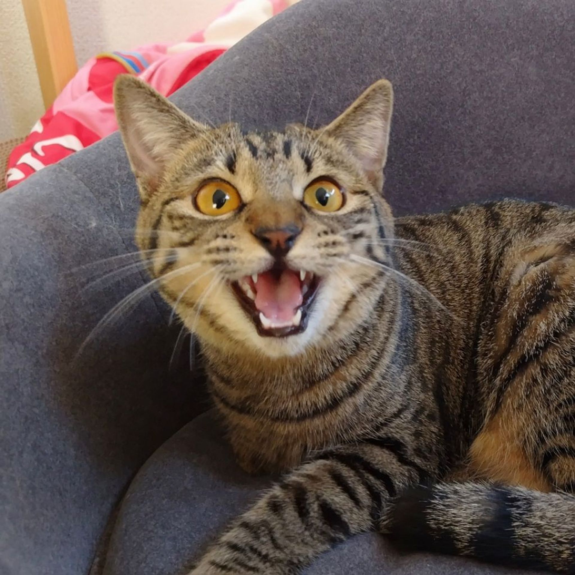 雑種（ミックス猫）・メスの里親募集の写真
