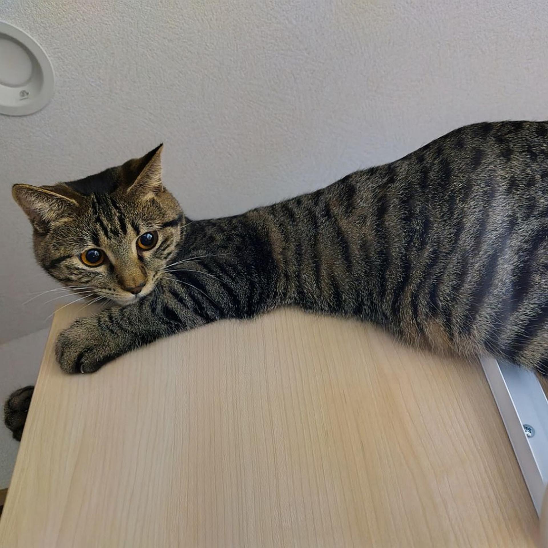 pet-image-3