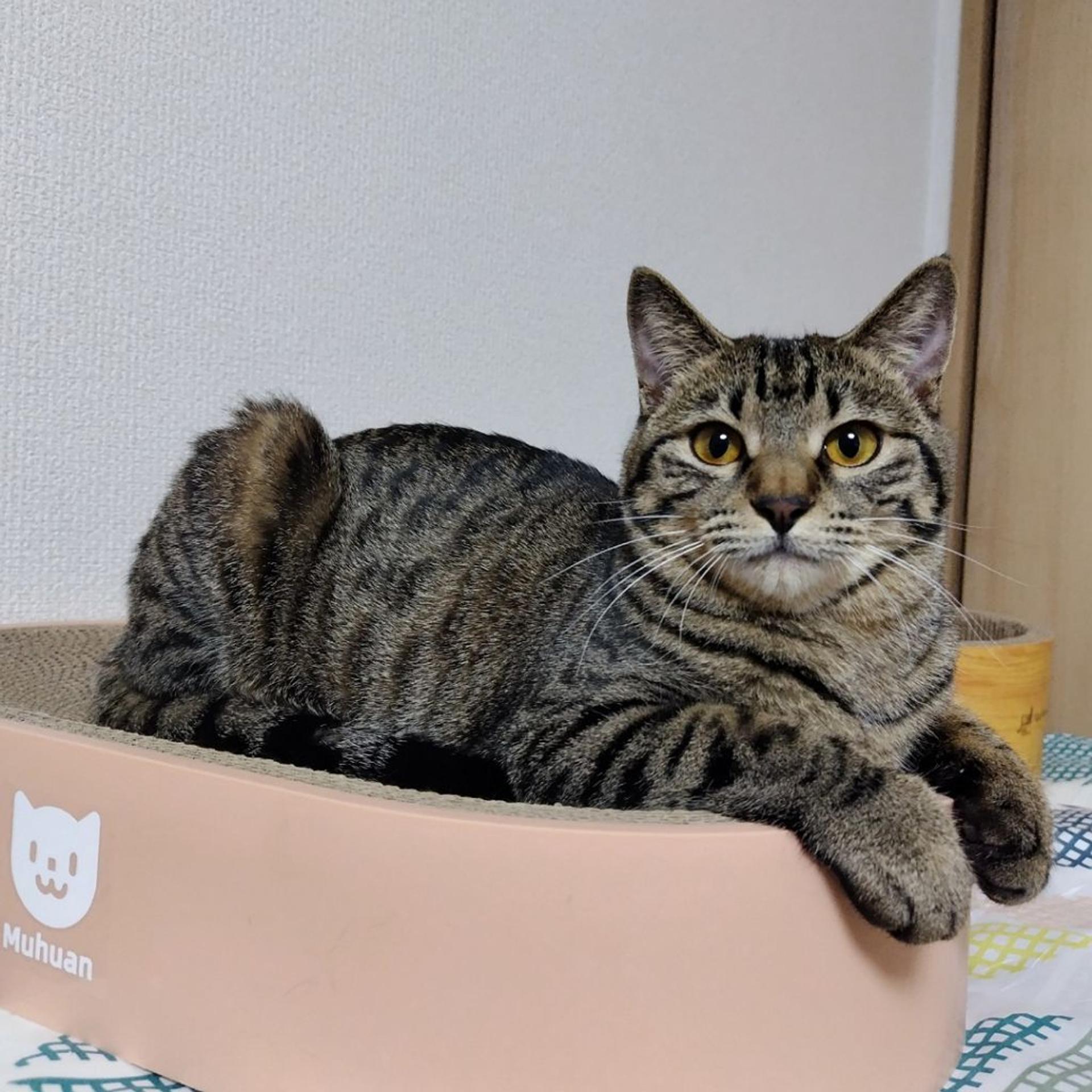 pet-image-5