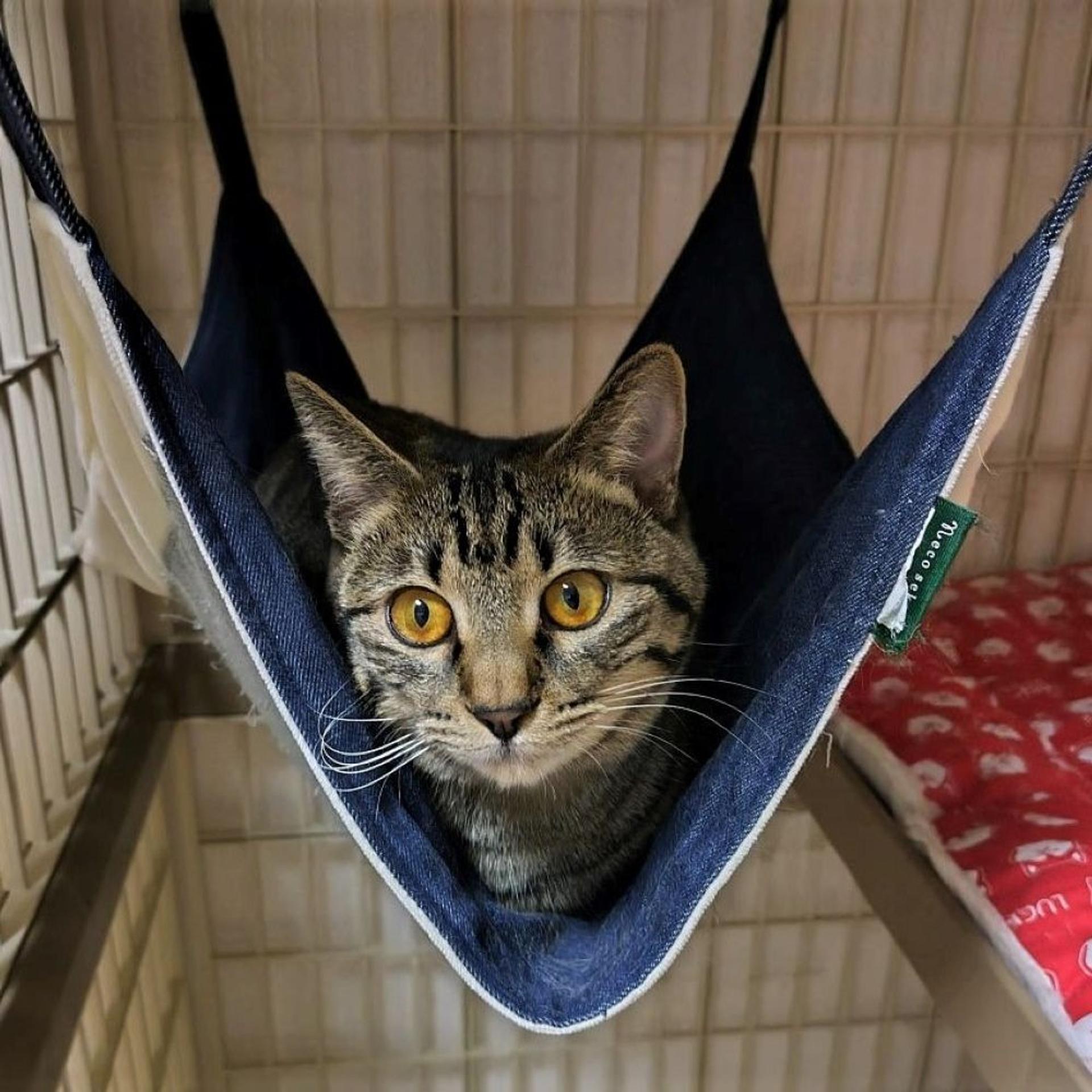 pet-image-6