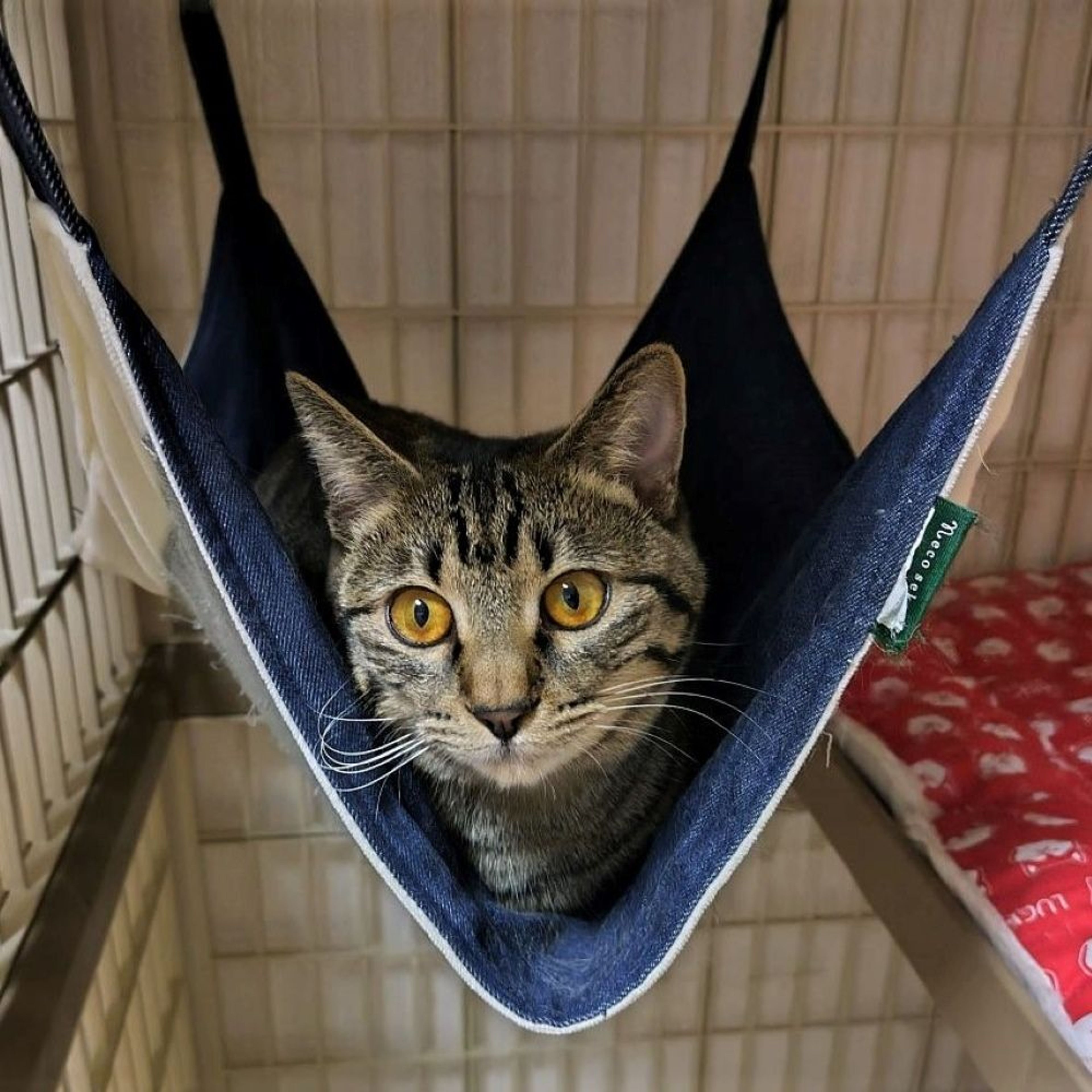 pet-image-6