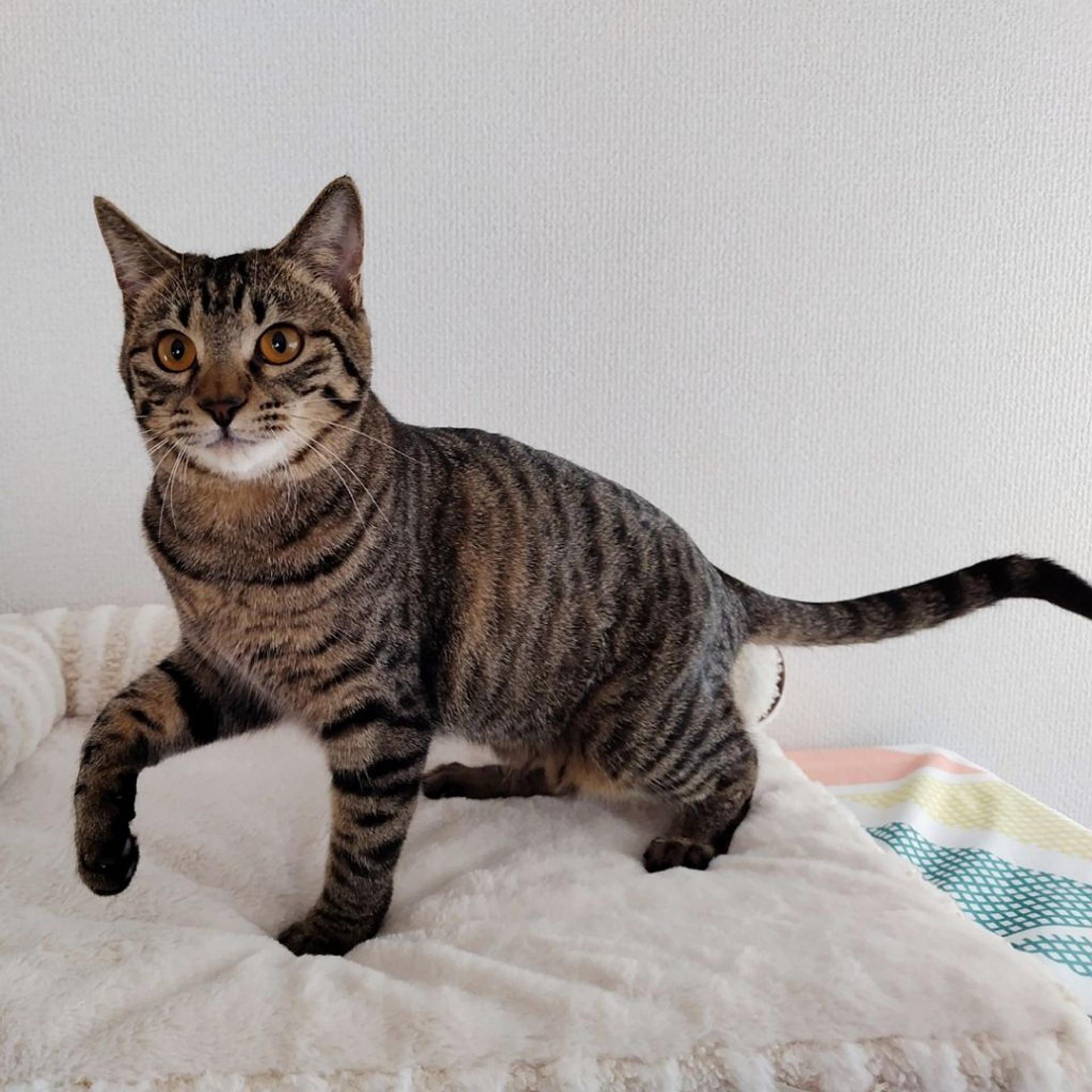 pet-image-7