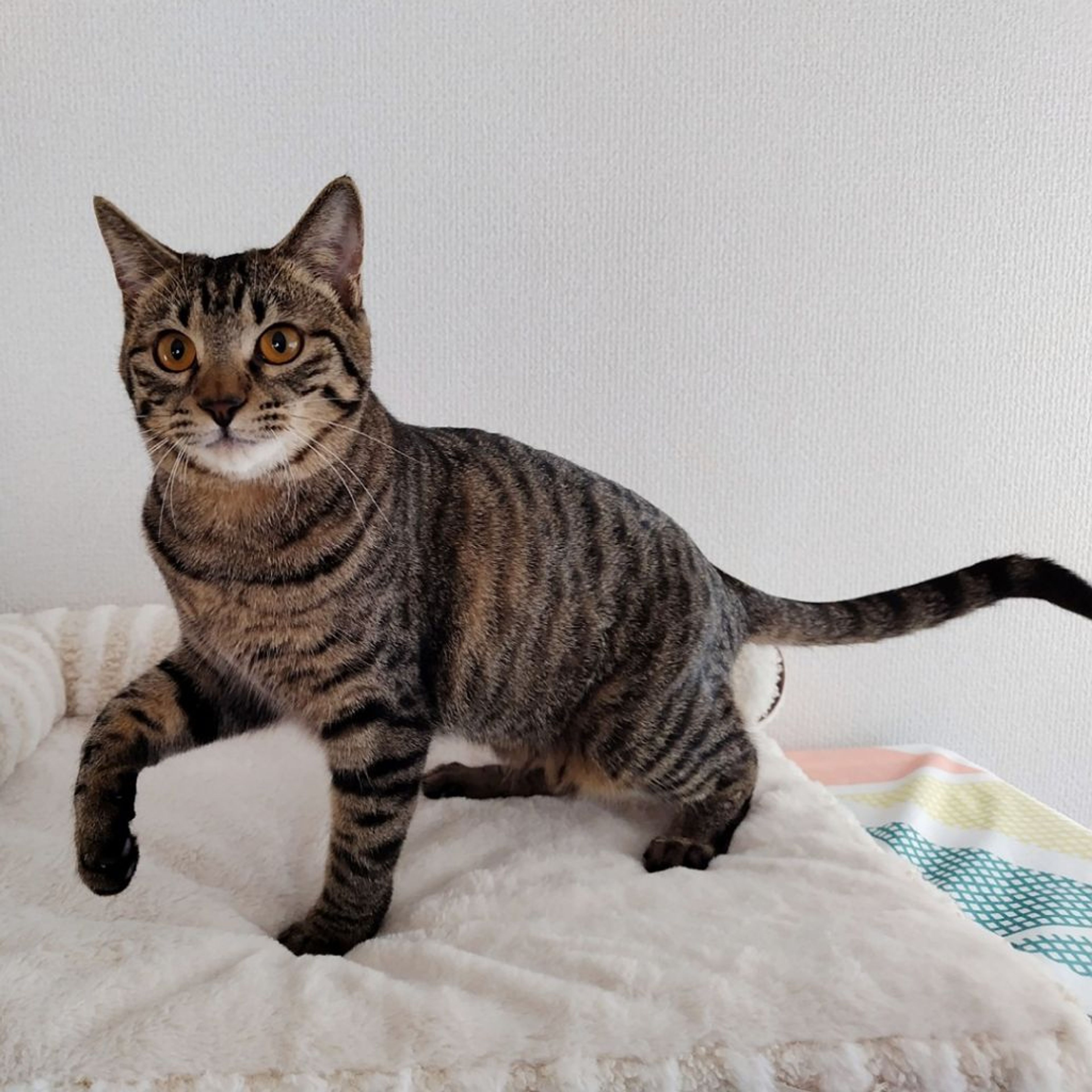 pet-image-7