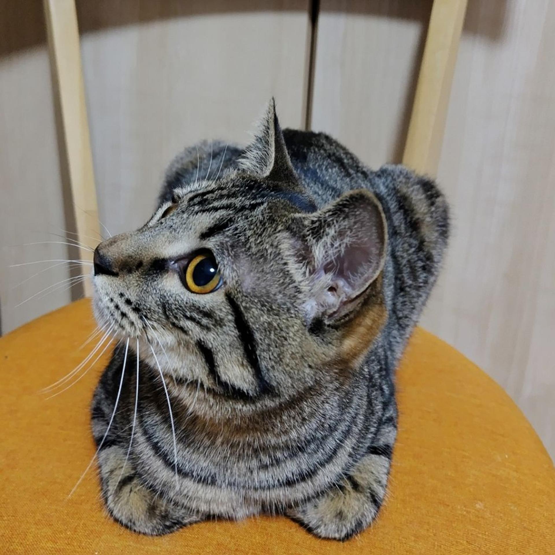pet-image-8