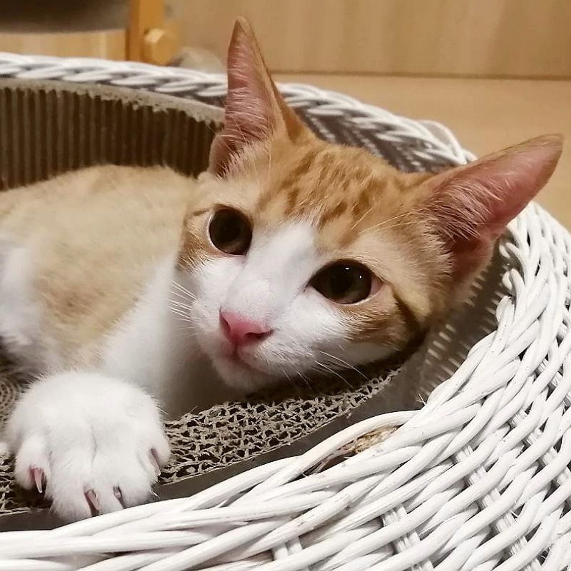 雑種（ミックス猫）・オスの里親募集の写真