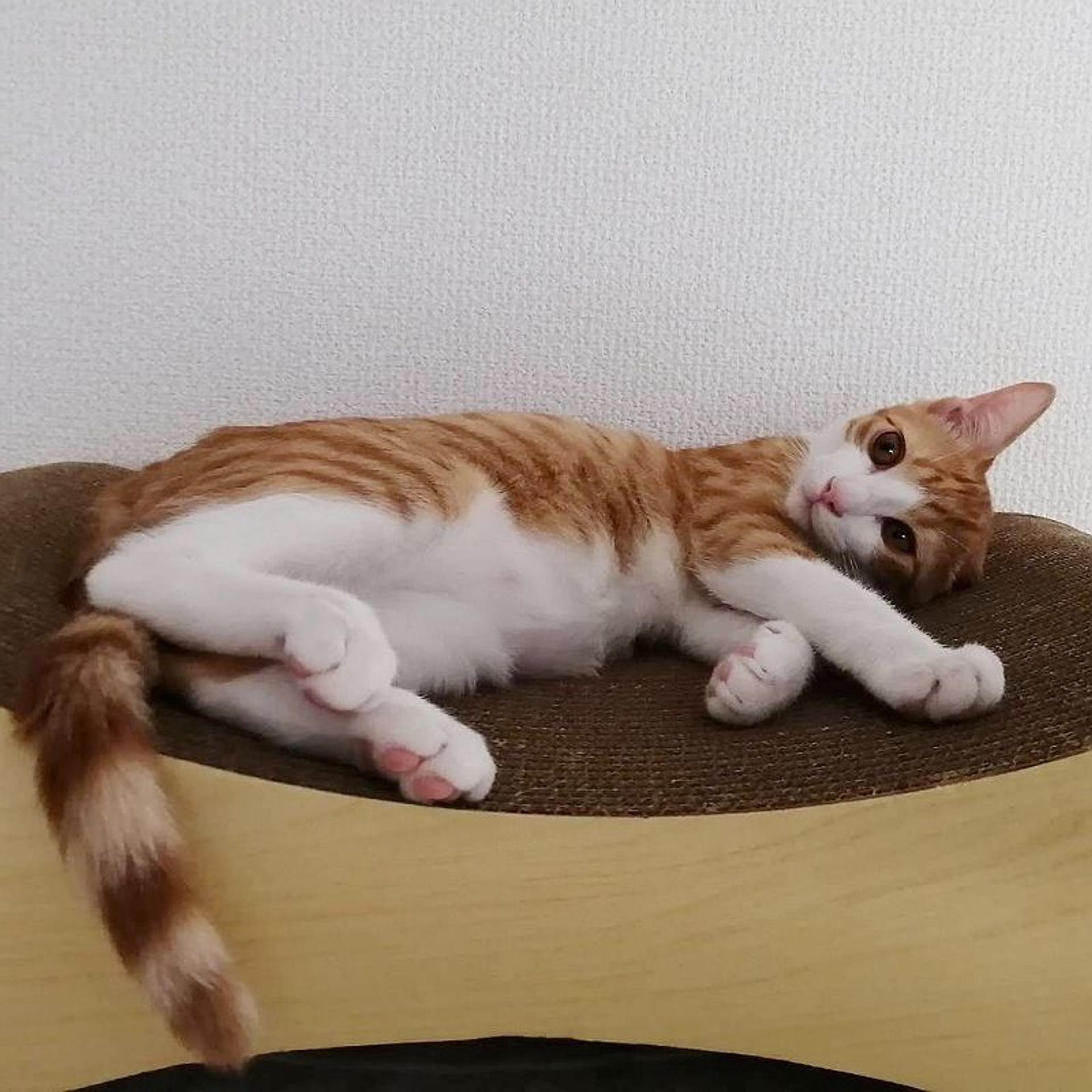 pet-image-2