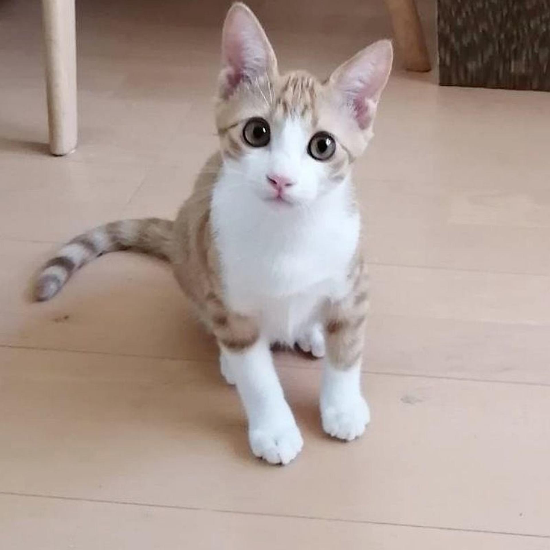 pet-image-3