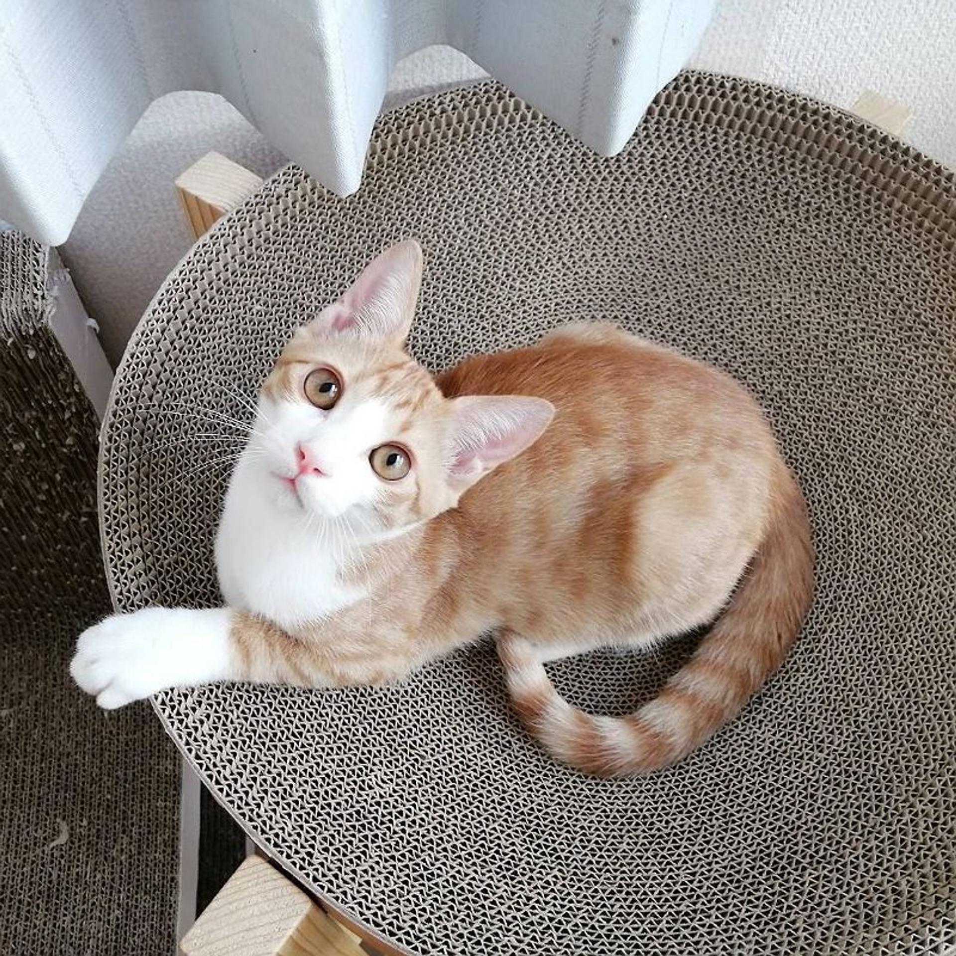 pet-image-6
