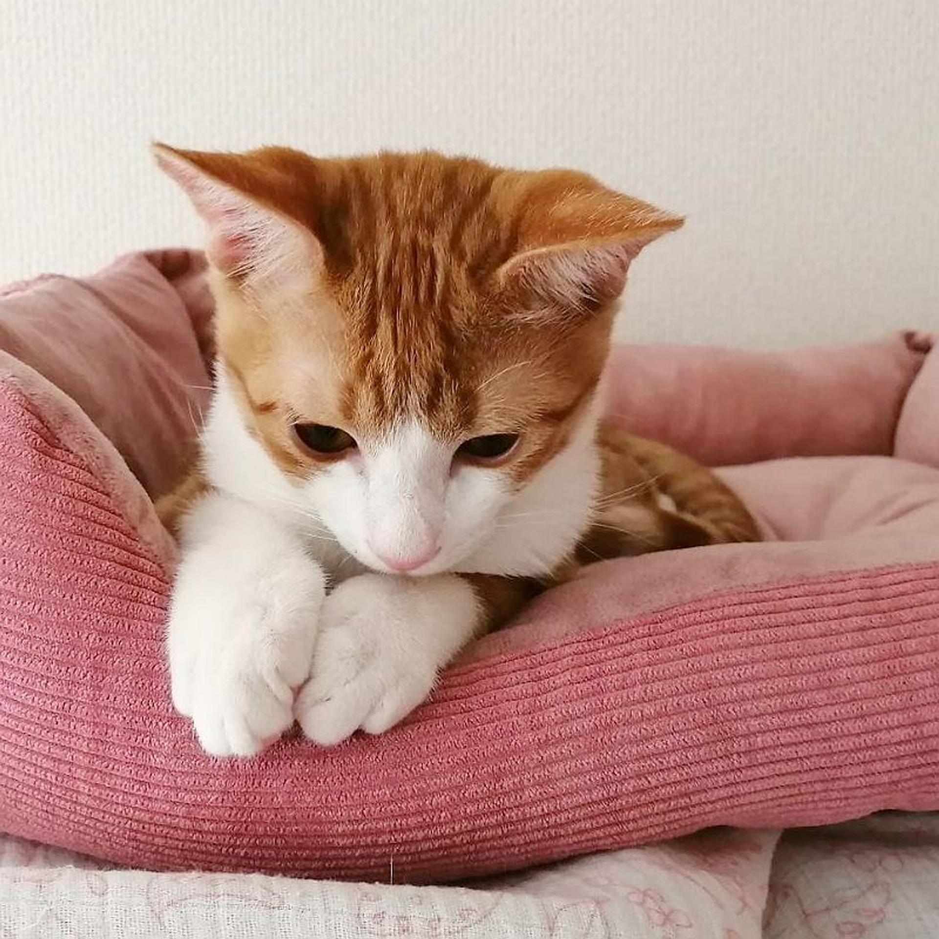 pet-image-8