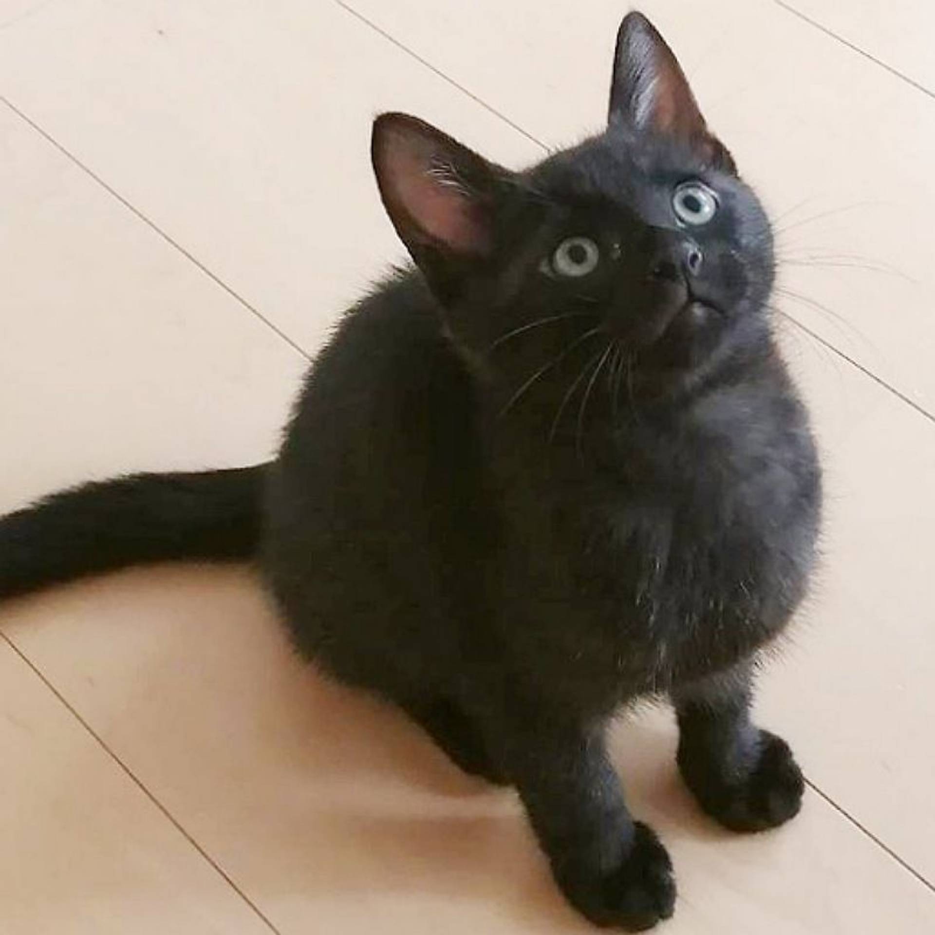 雑種（ミックス猫）・オスの里親募集の写真