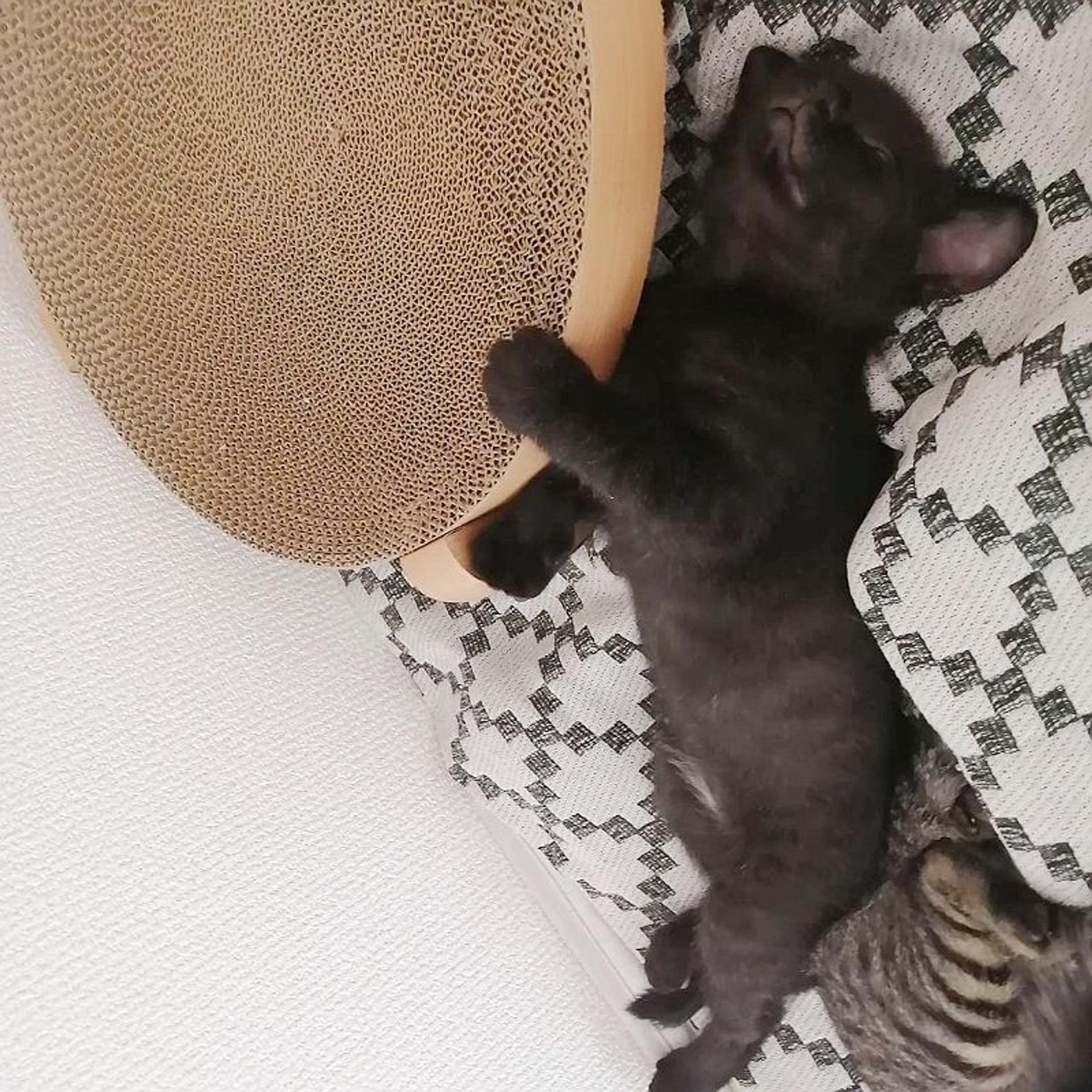 pet-image-4