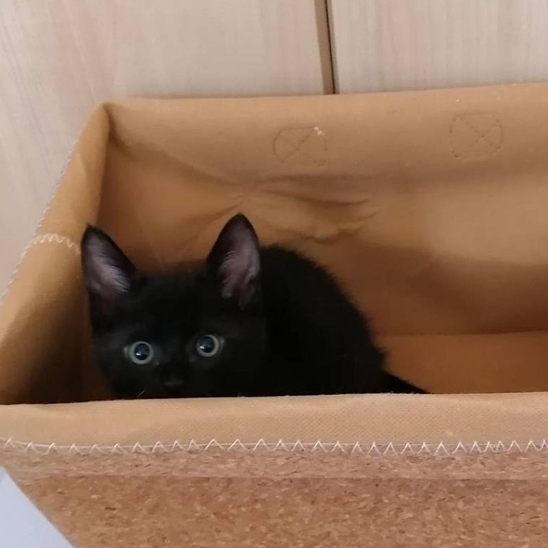 pet-image-8