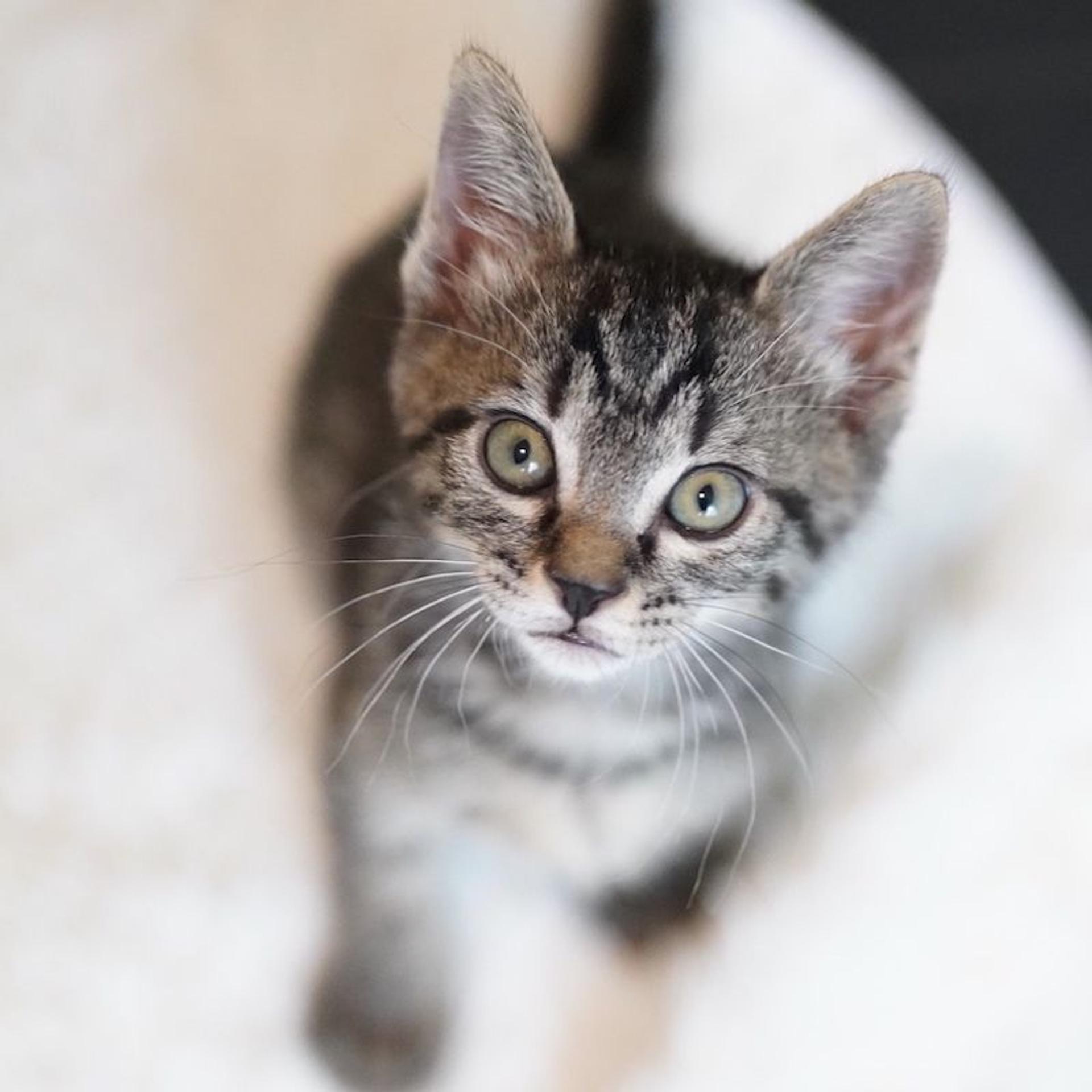 pet-image-4
