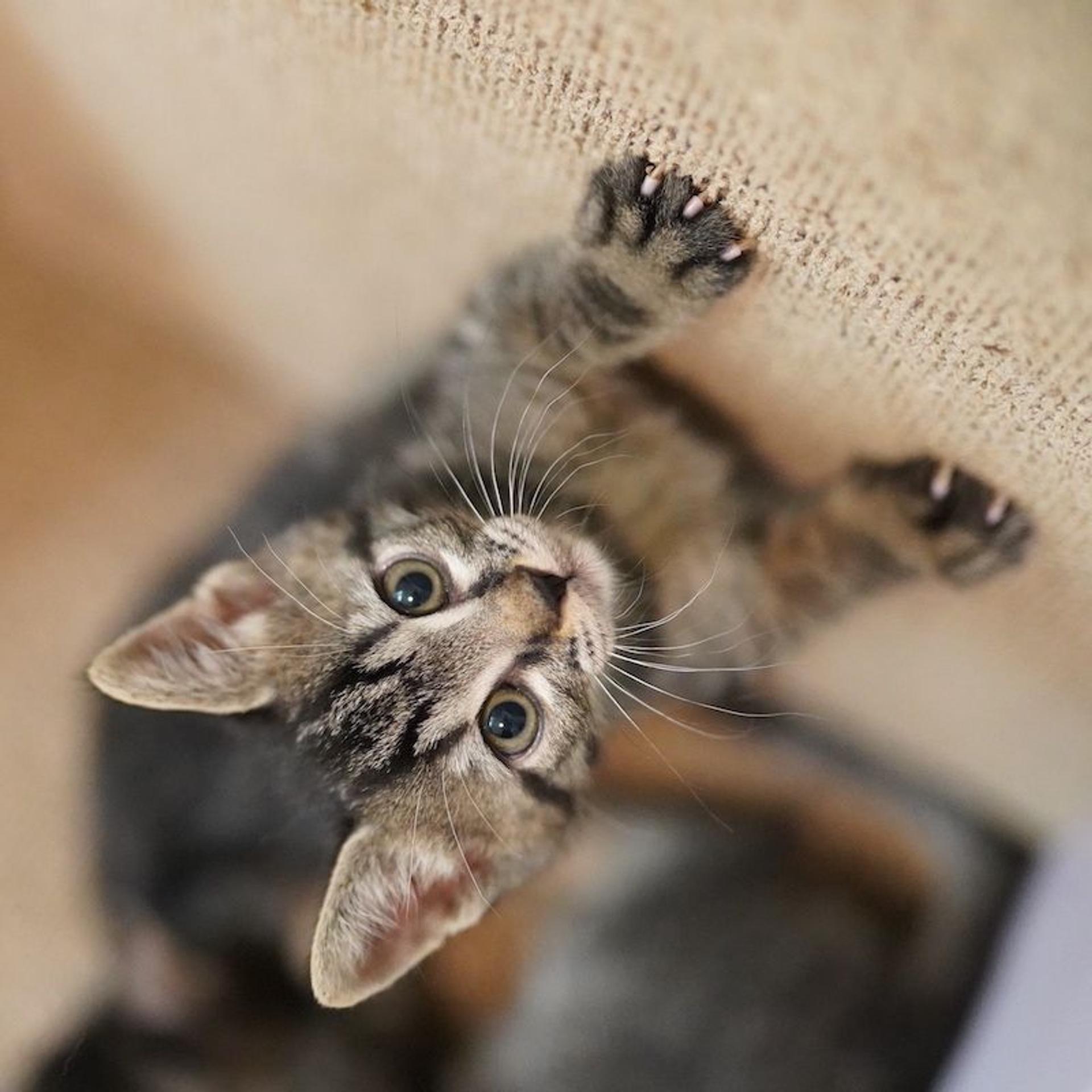 pet-image-8