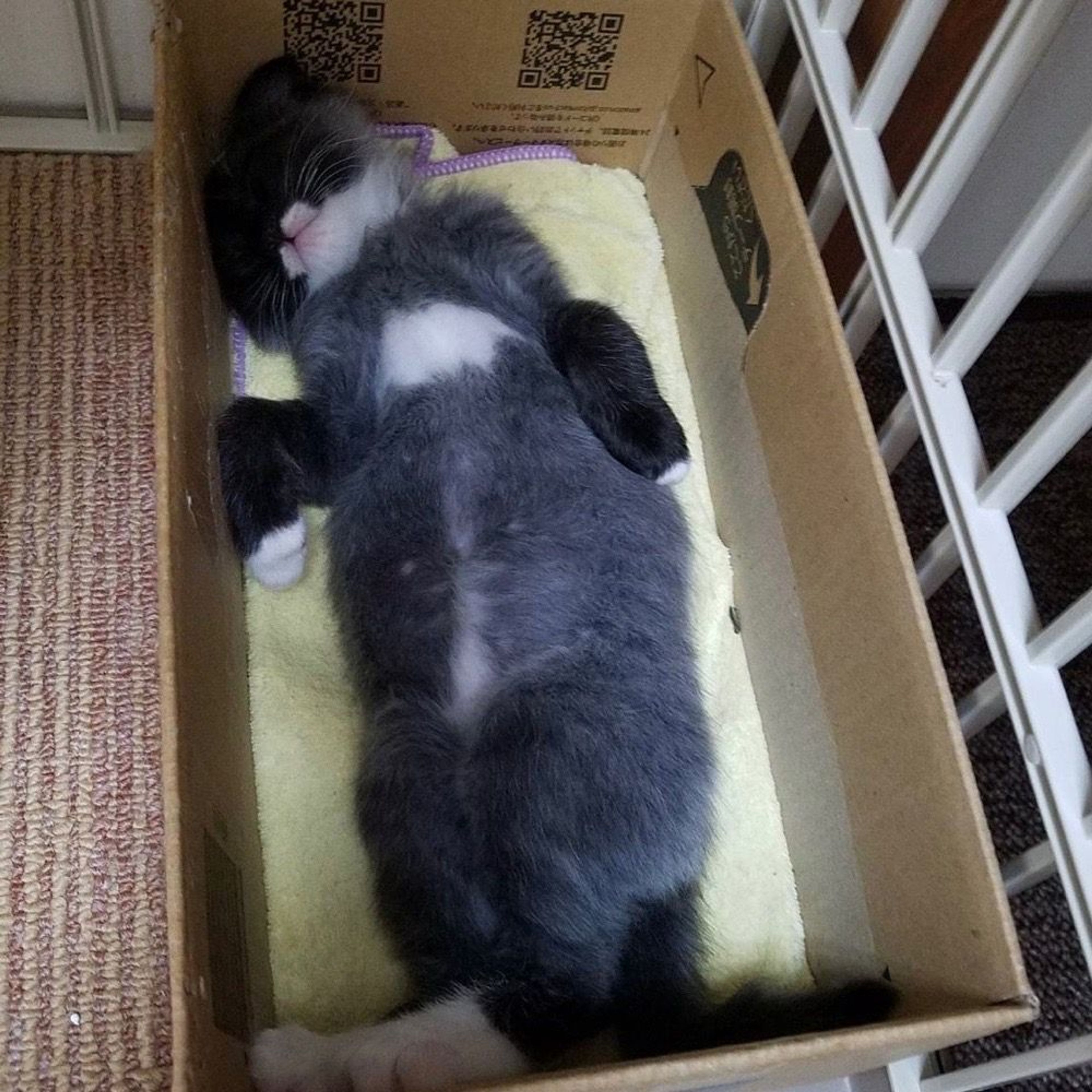 pet-image-6