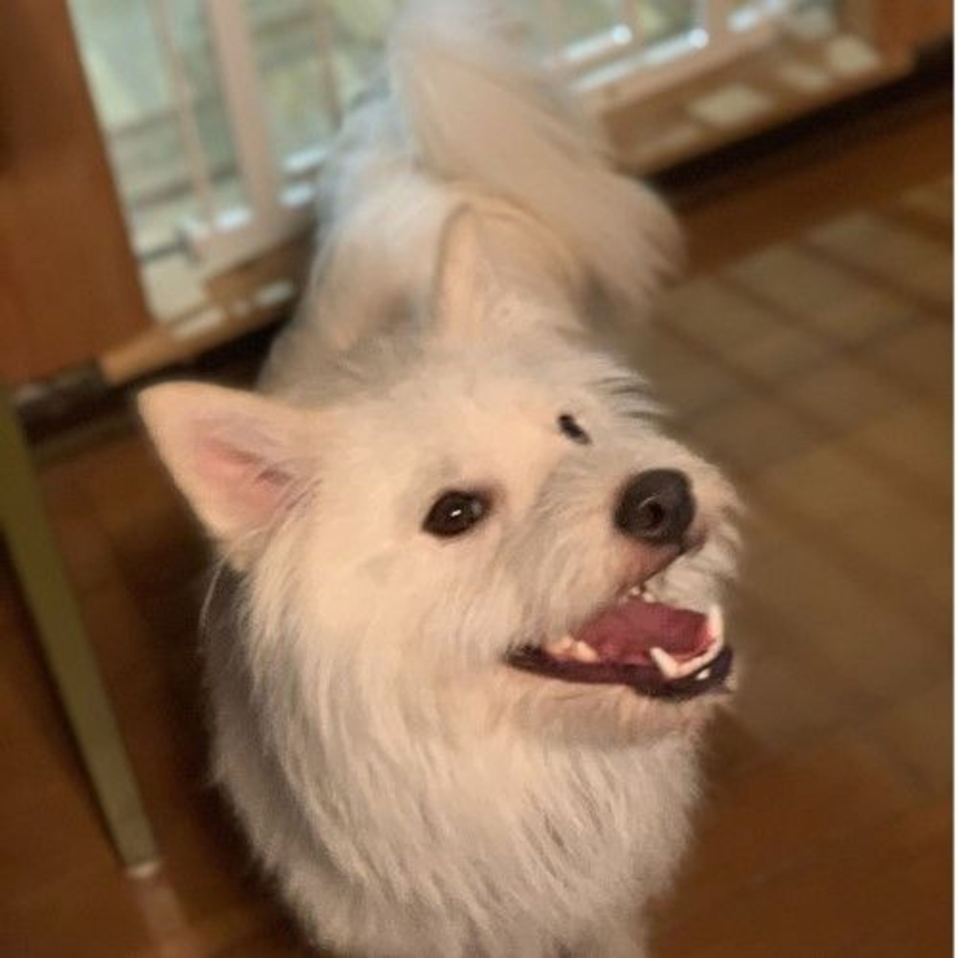 雑種（ミックス犬）・オスの里親募集の写真