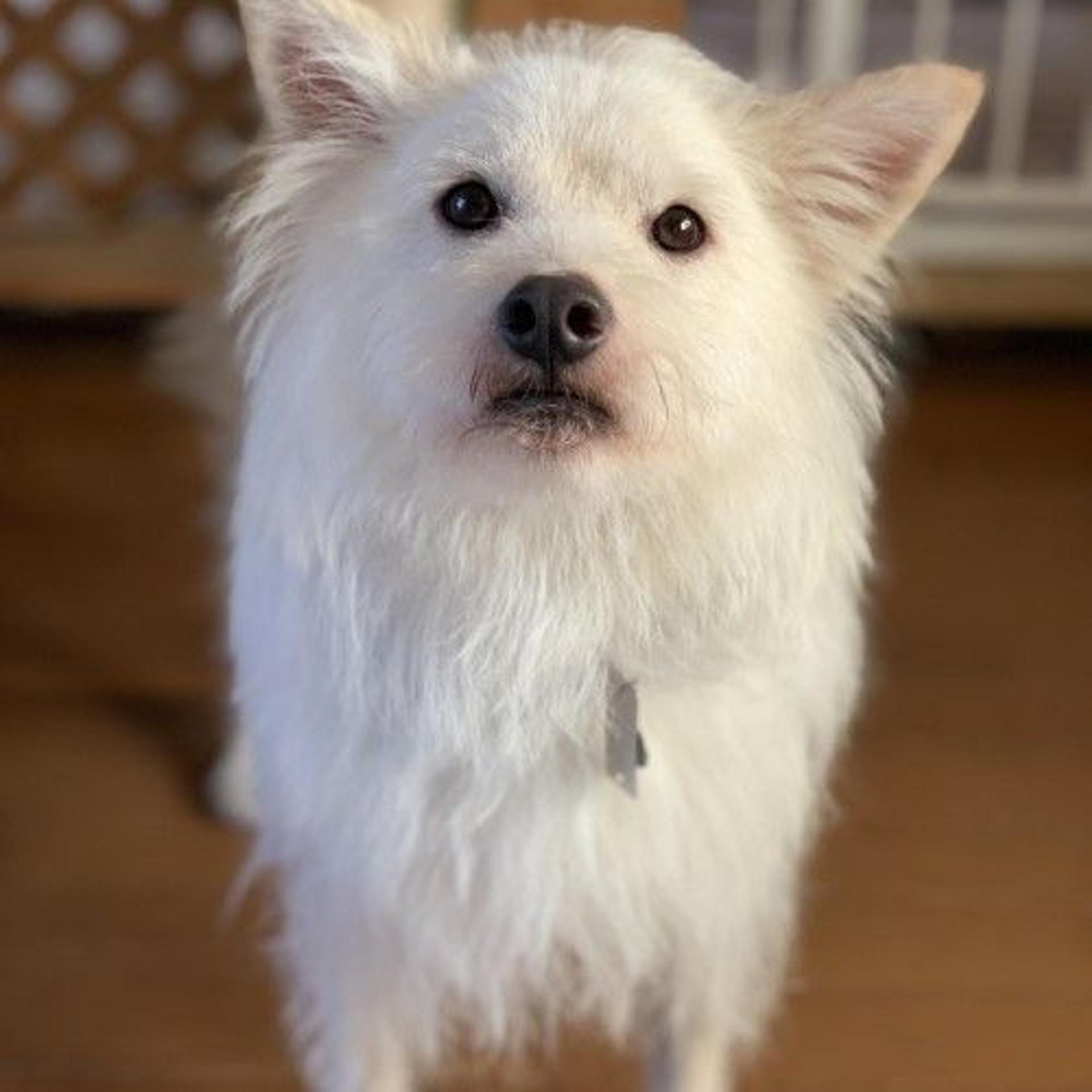 pet-image-2