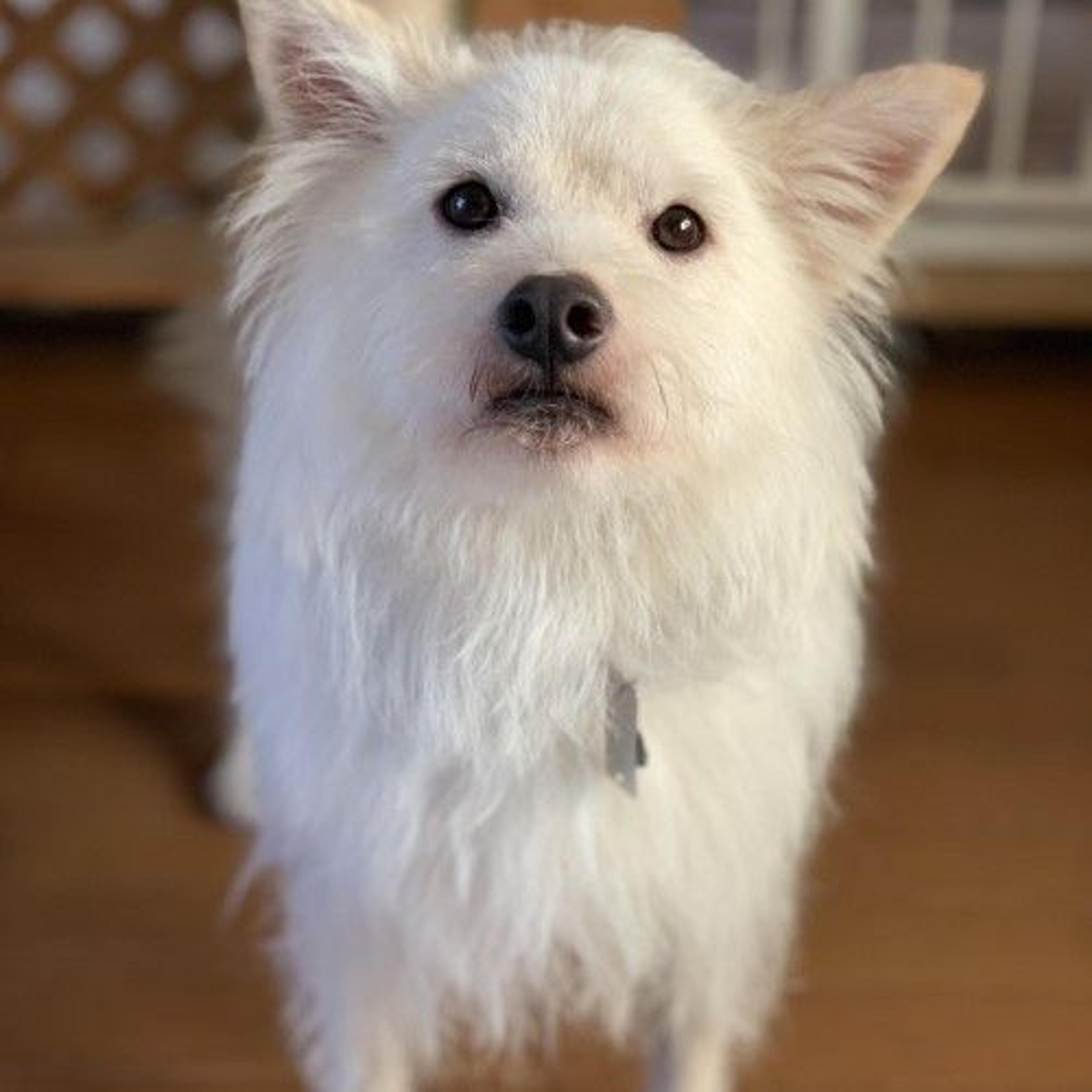 pet-image-2