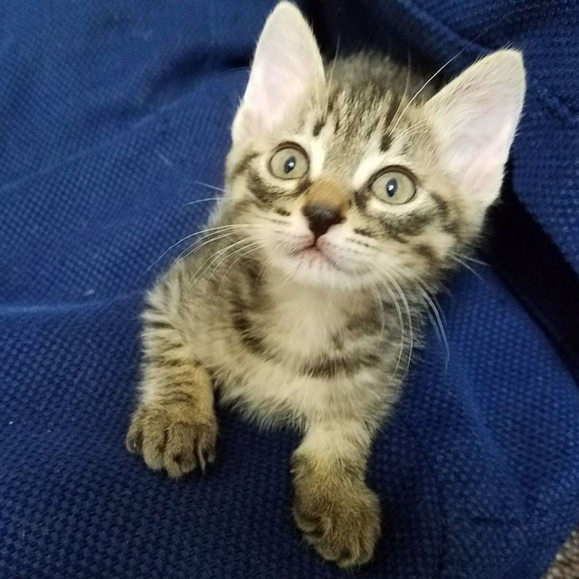 雑種（ミックス猫）・オスの里親募集の写真