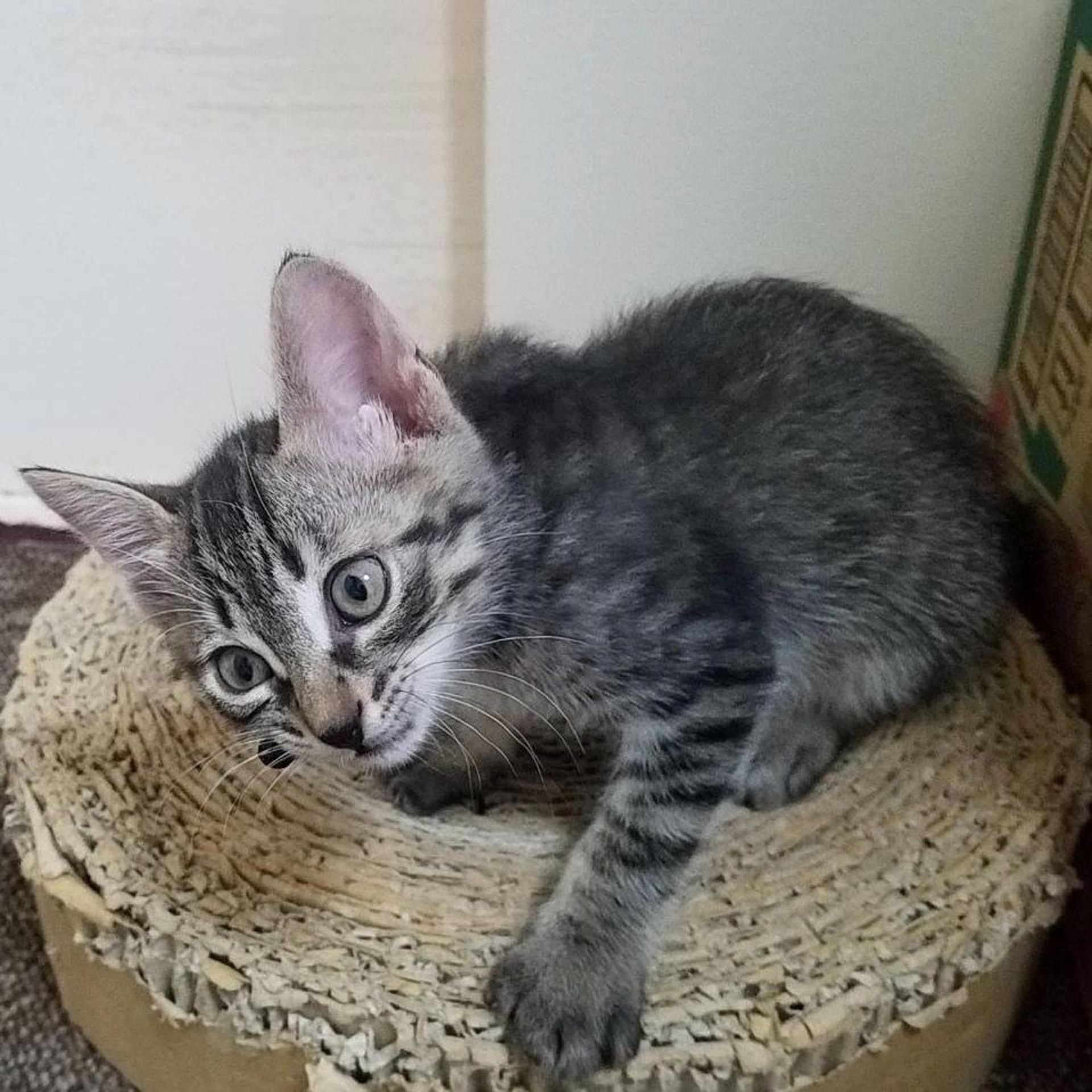 pet-image-8