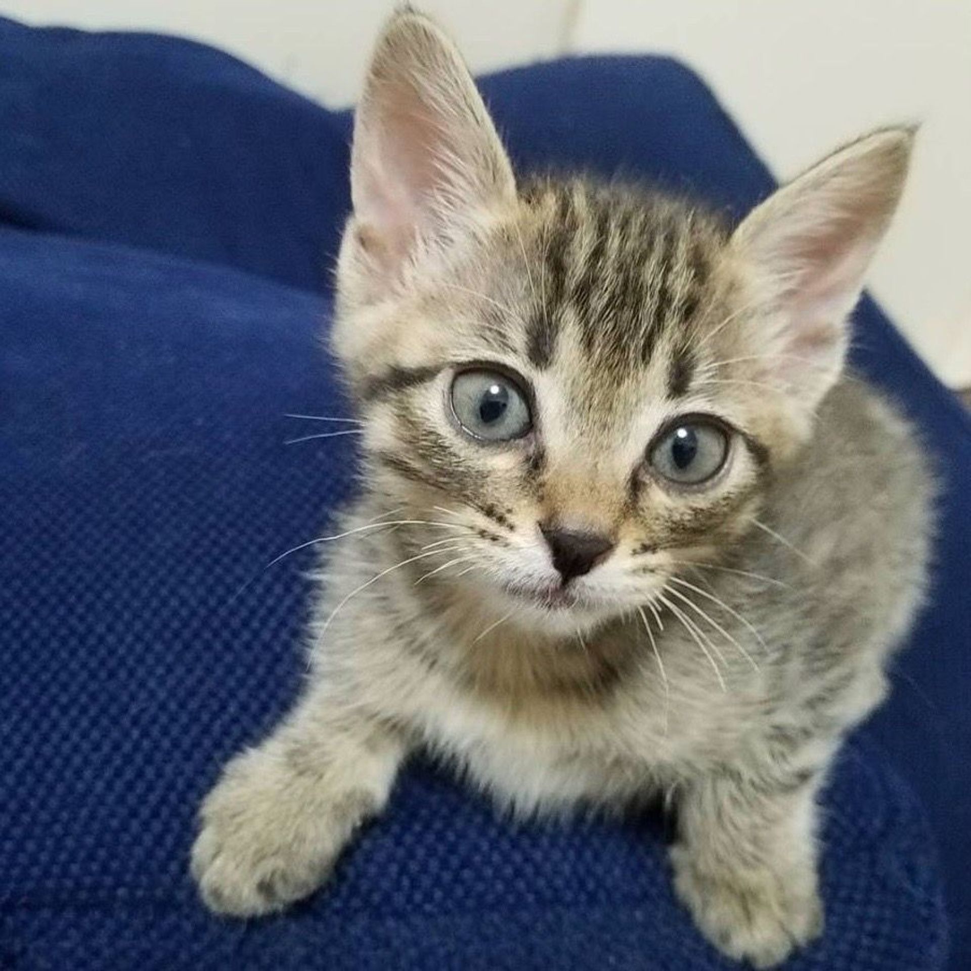 雑種（ミックス猫）・メスの里親募集の写真