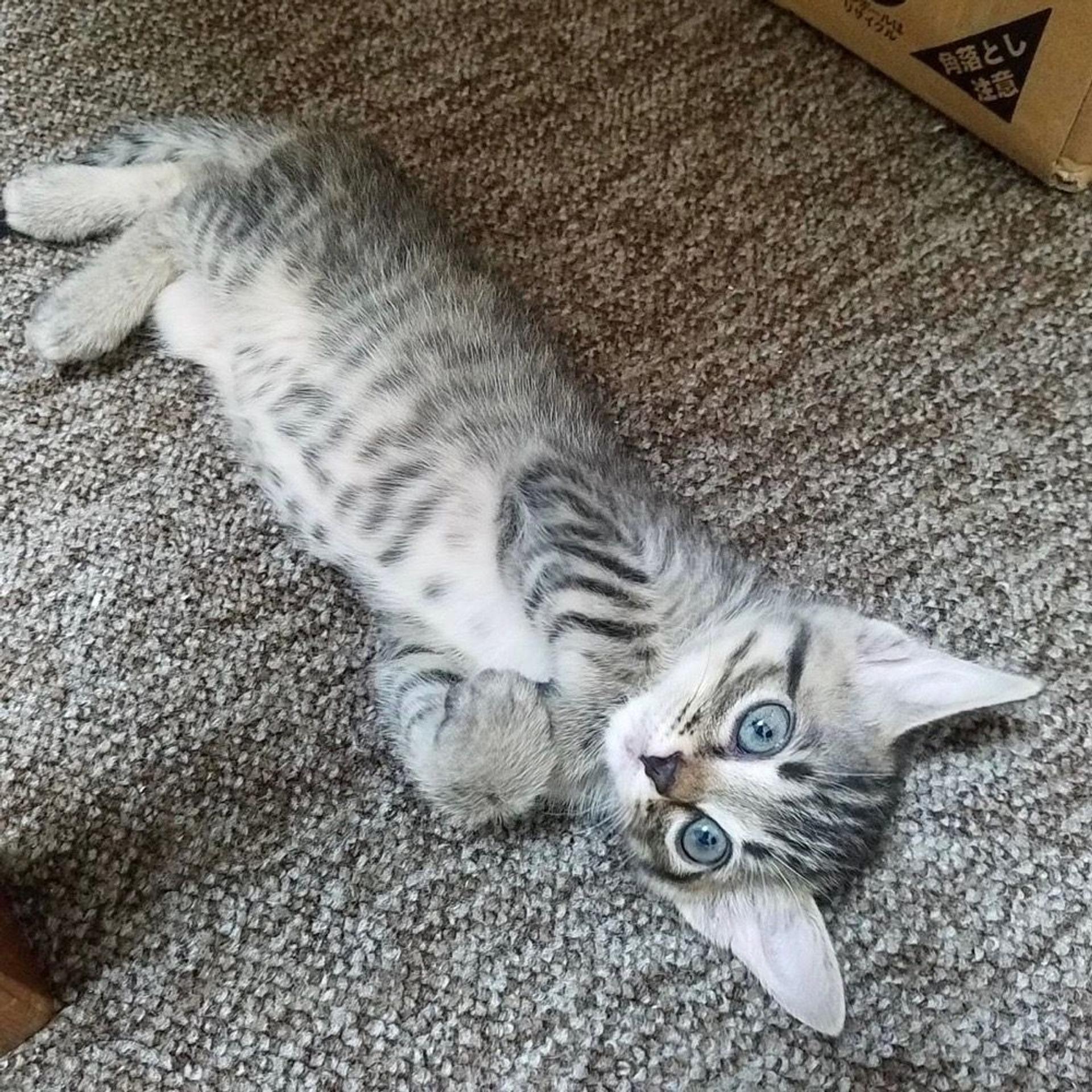 pet-image-3