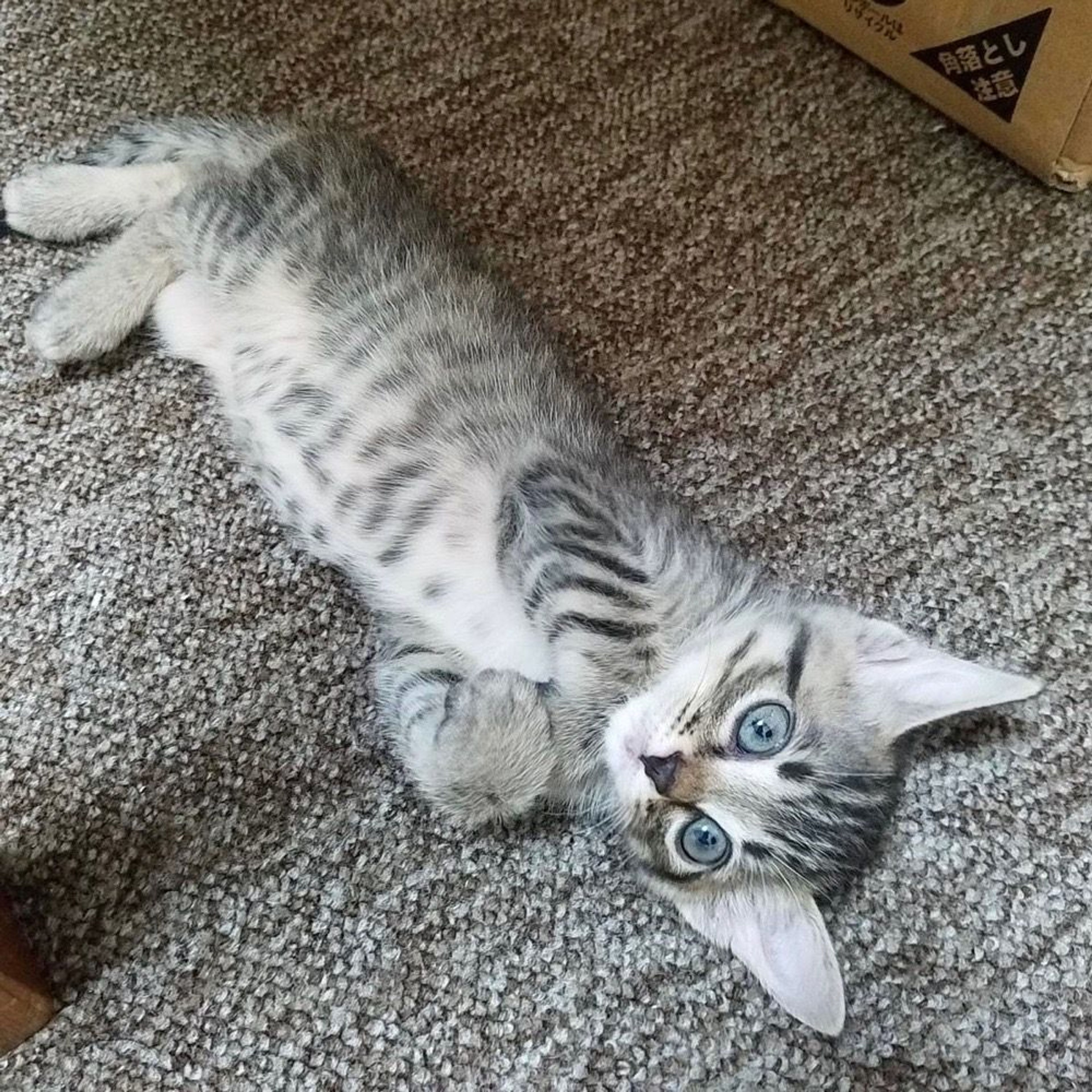 pet-image-3