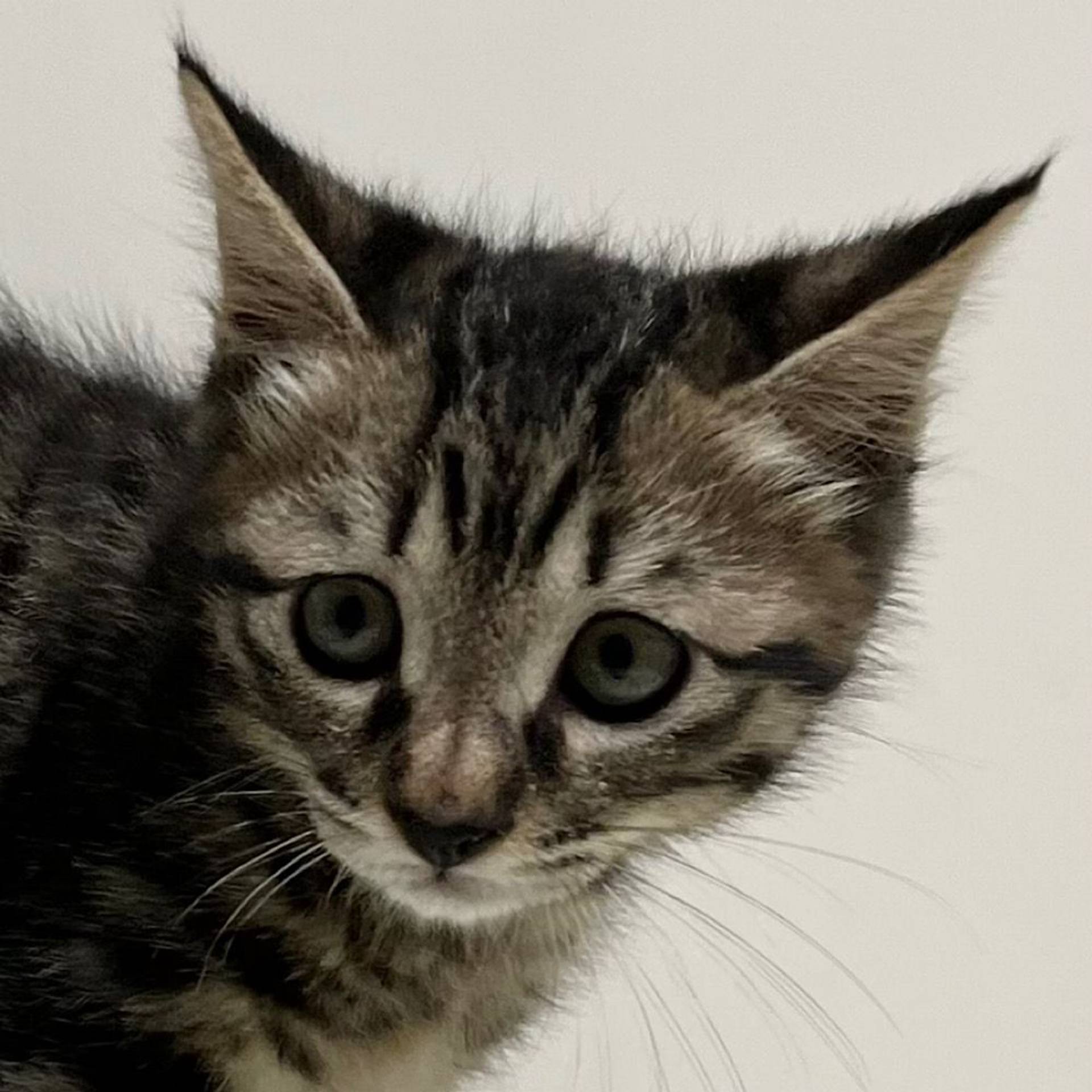 雑種（ミックス猫）・オスの里親募集の写真