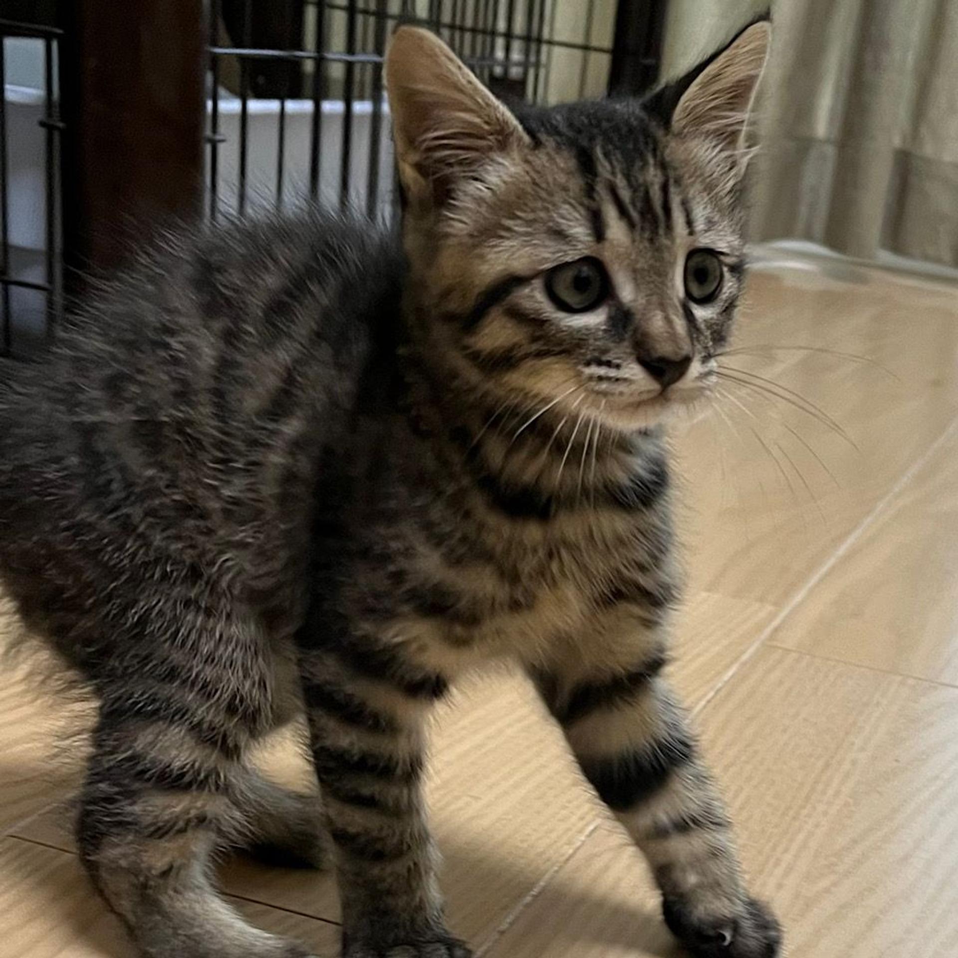 pet-image-4