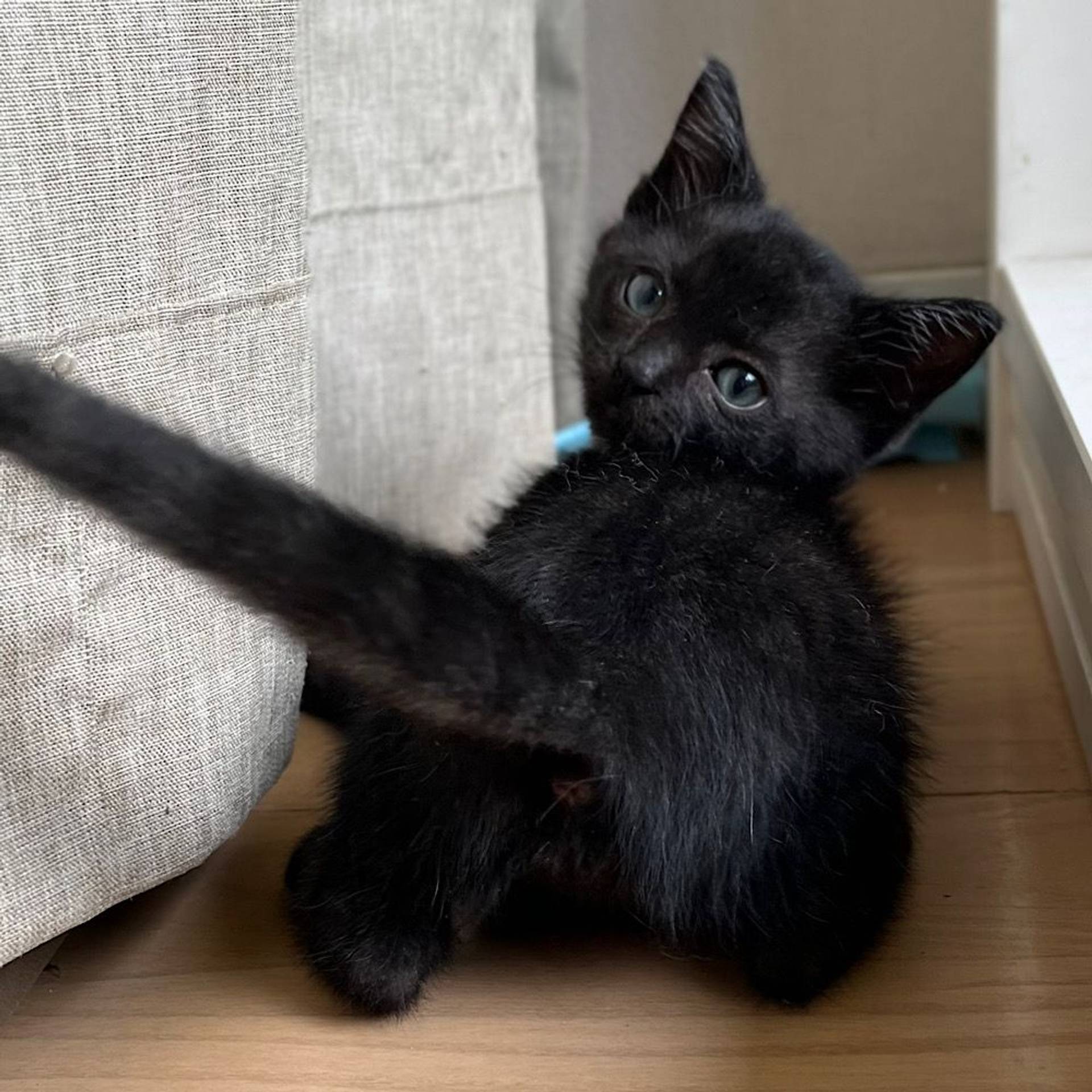 雑種（ミックス猫）・オスの里親募集の写真