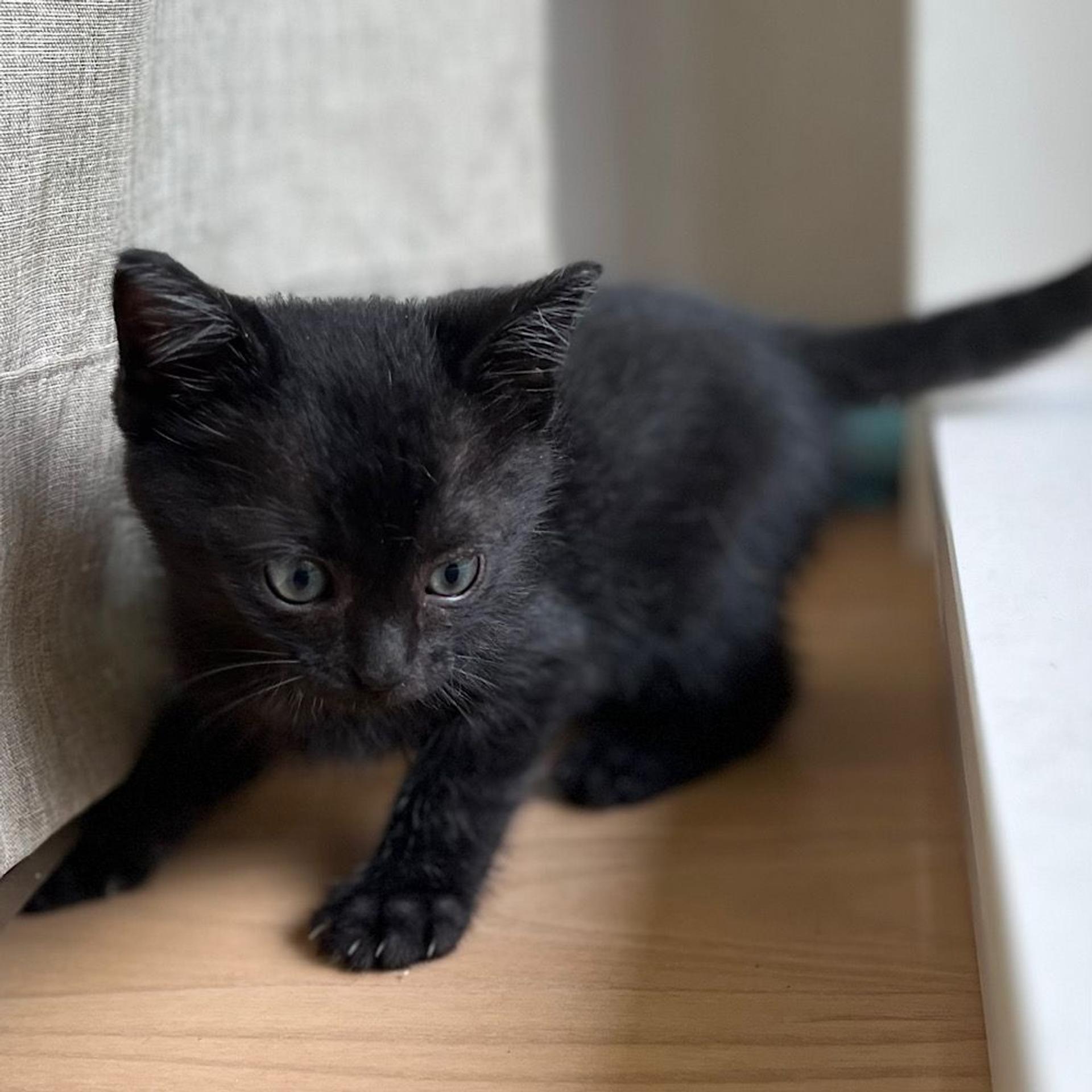 pet-image-4