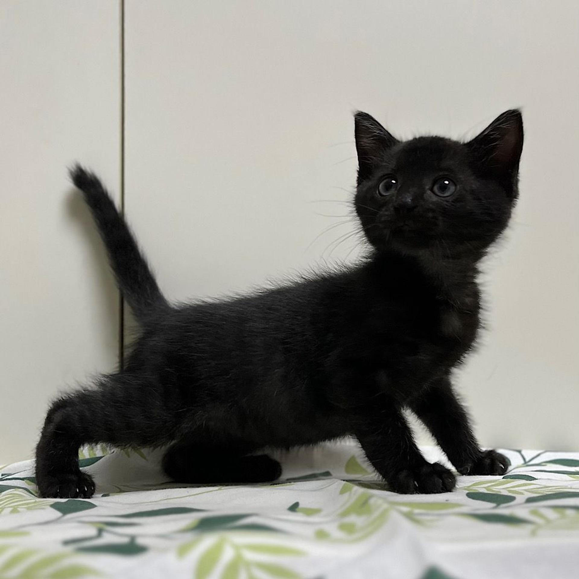pet-image-5