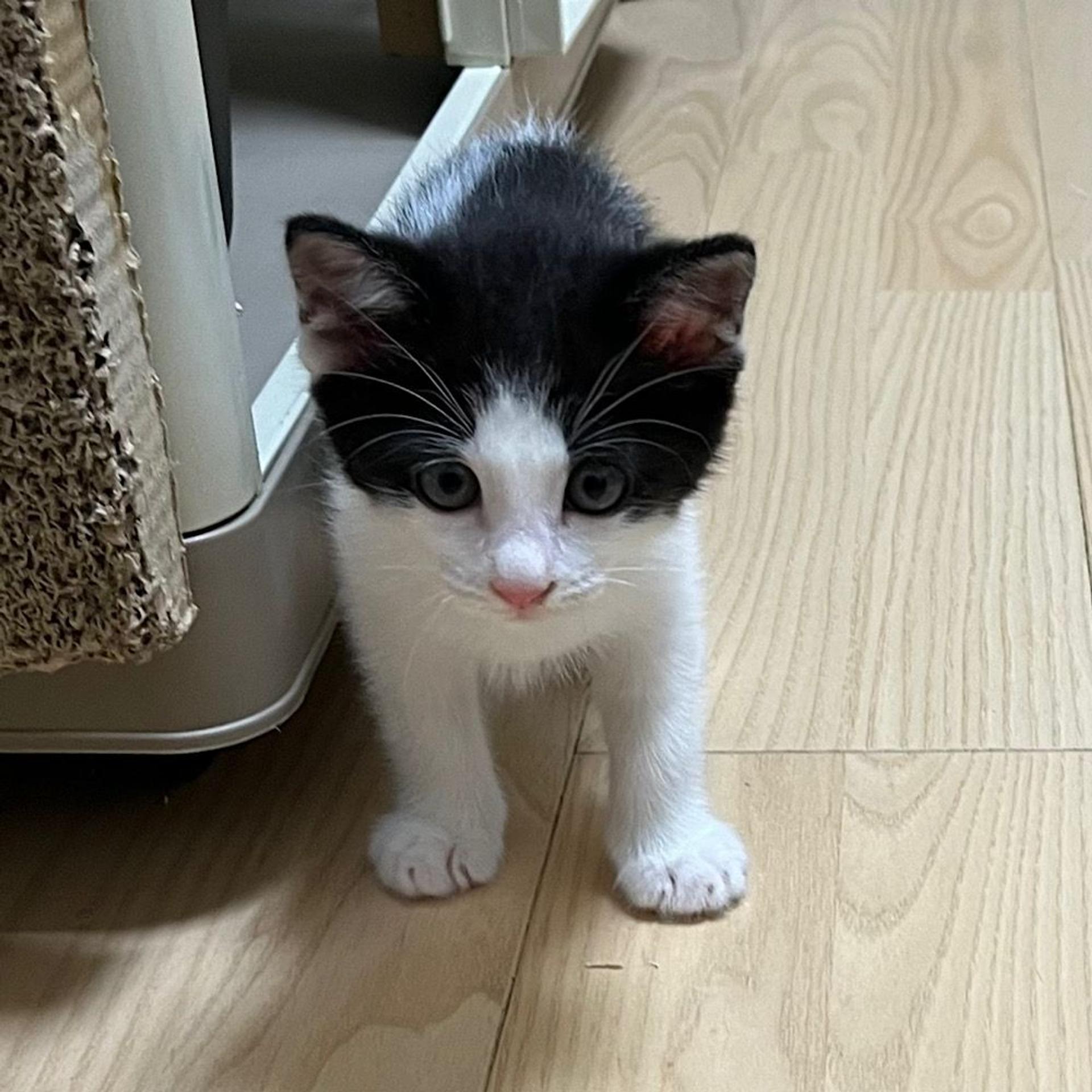 pet-image-2