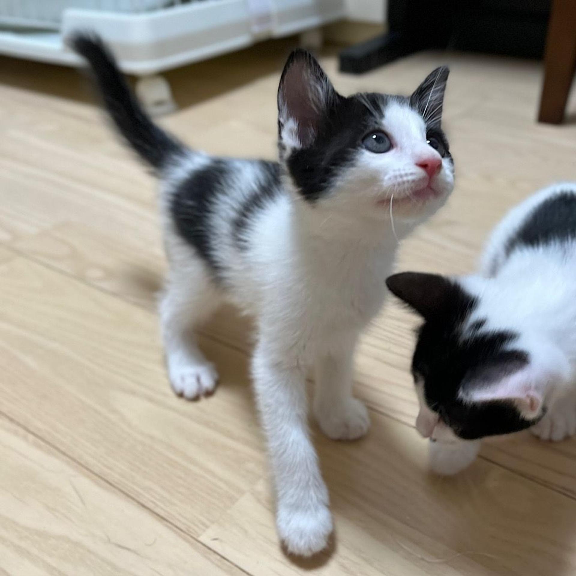 pet-image-4