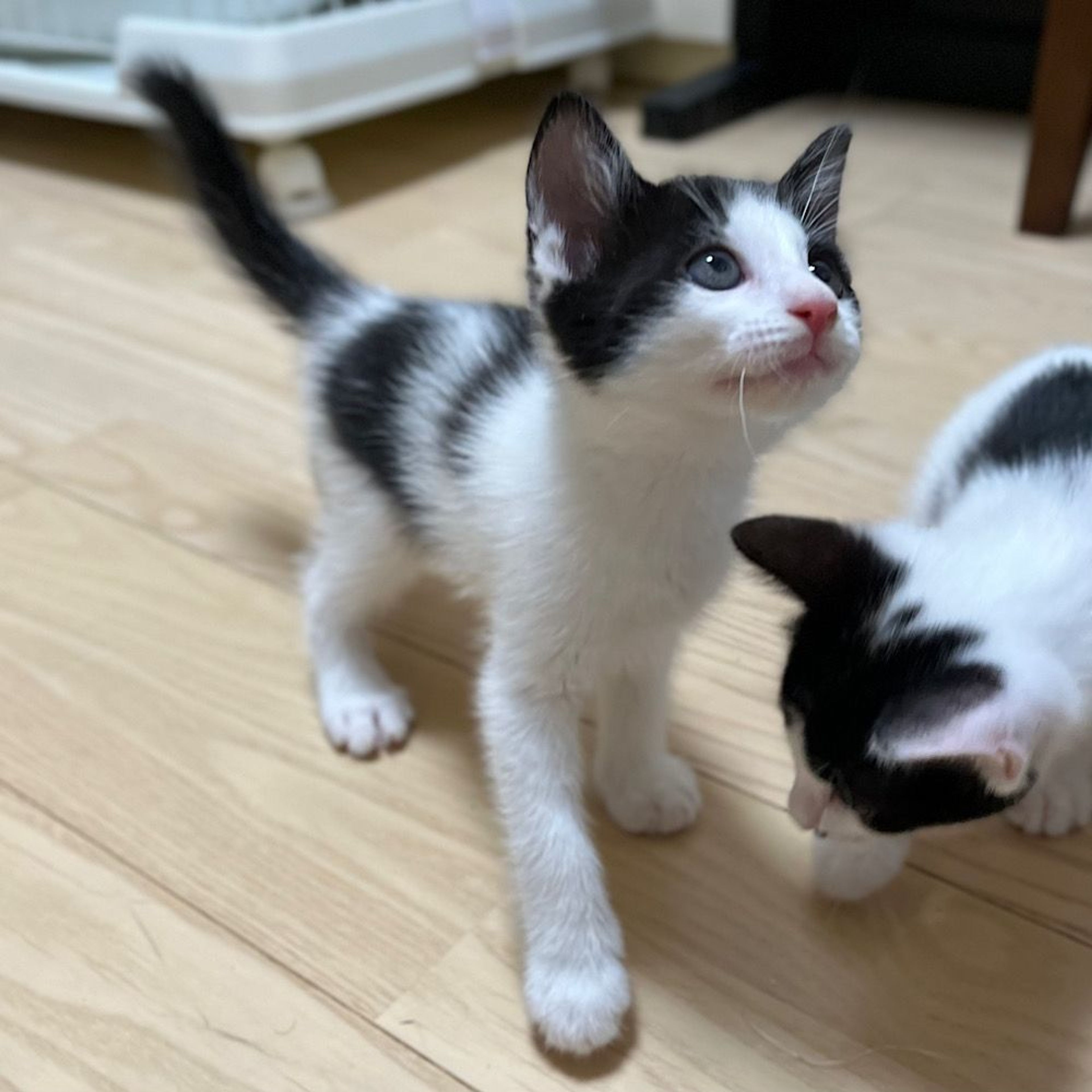 pet-image-4