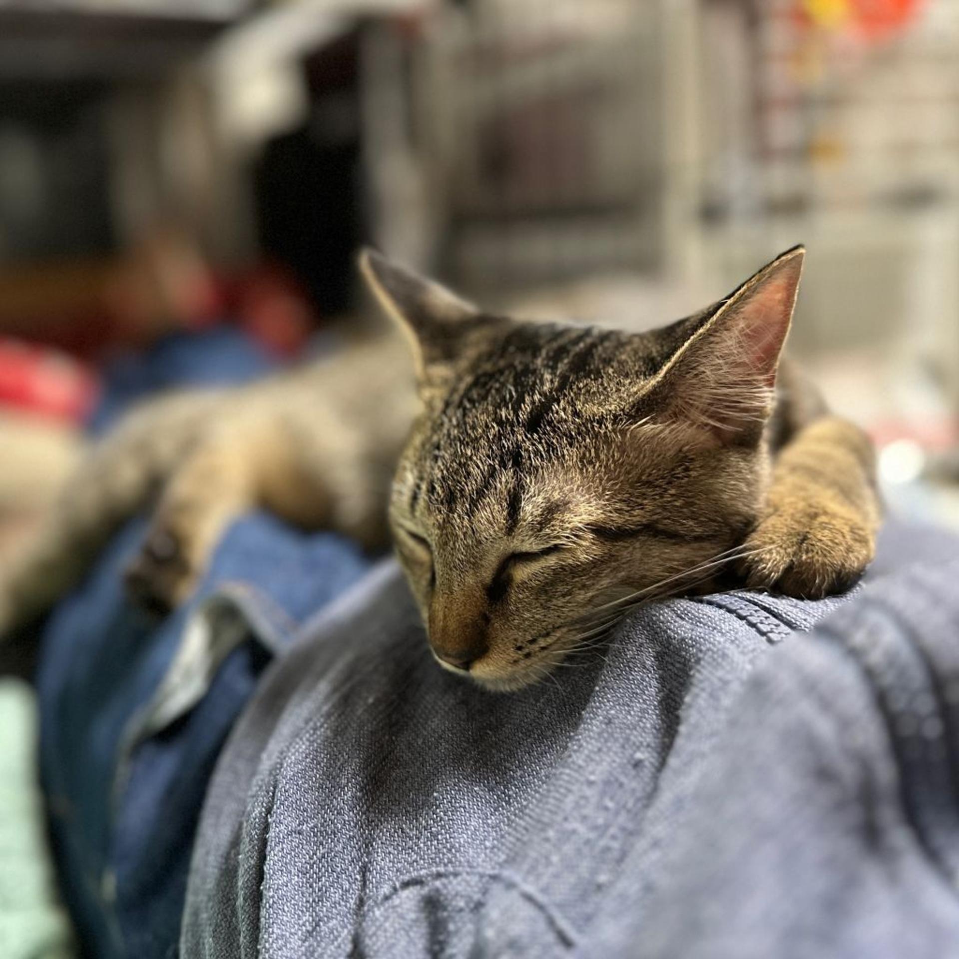 pet-image-3