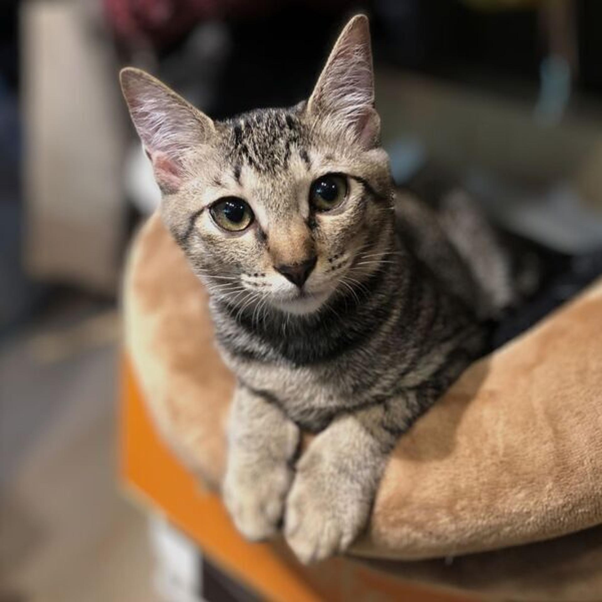 pet-image-8
