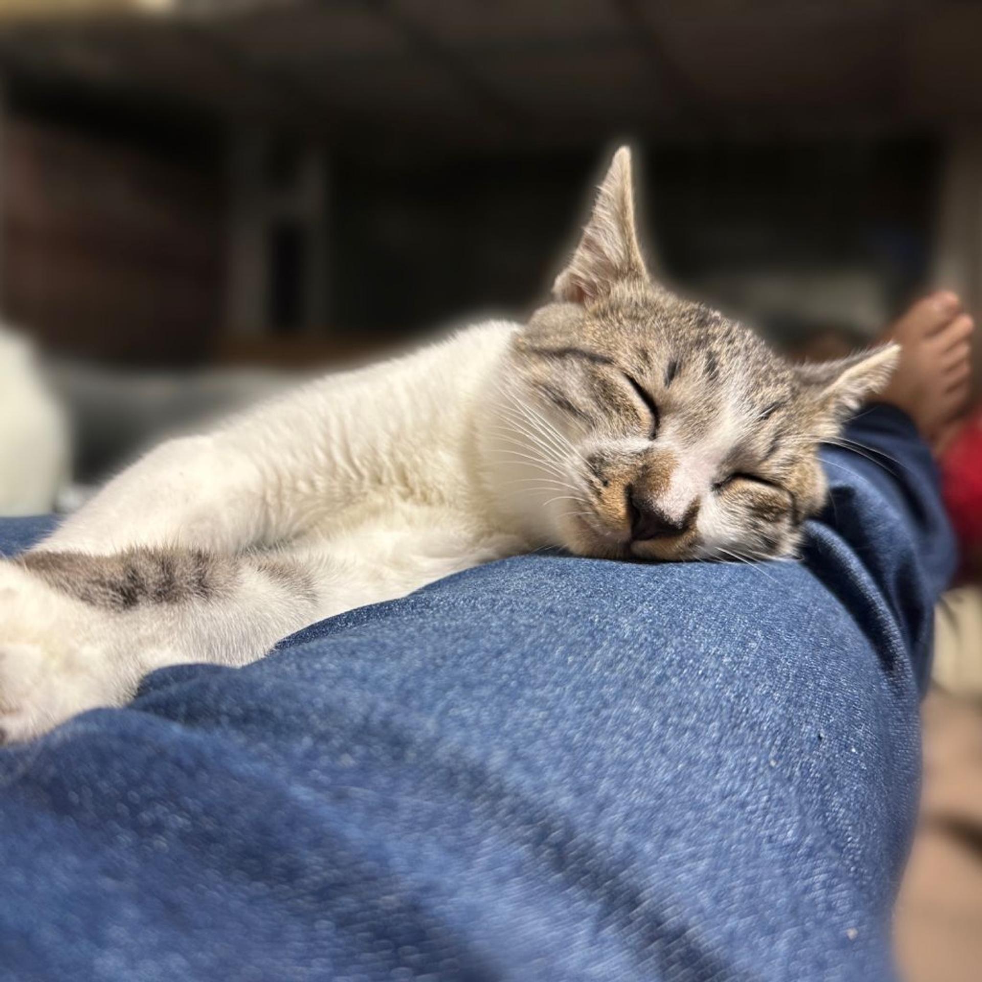 pet-image-4