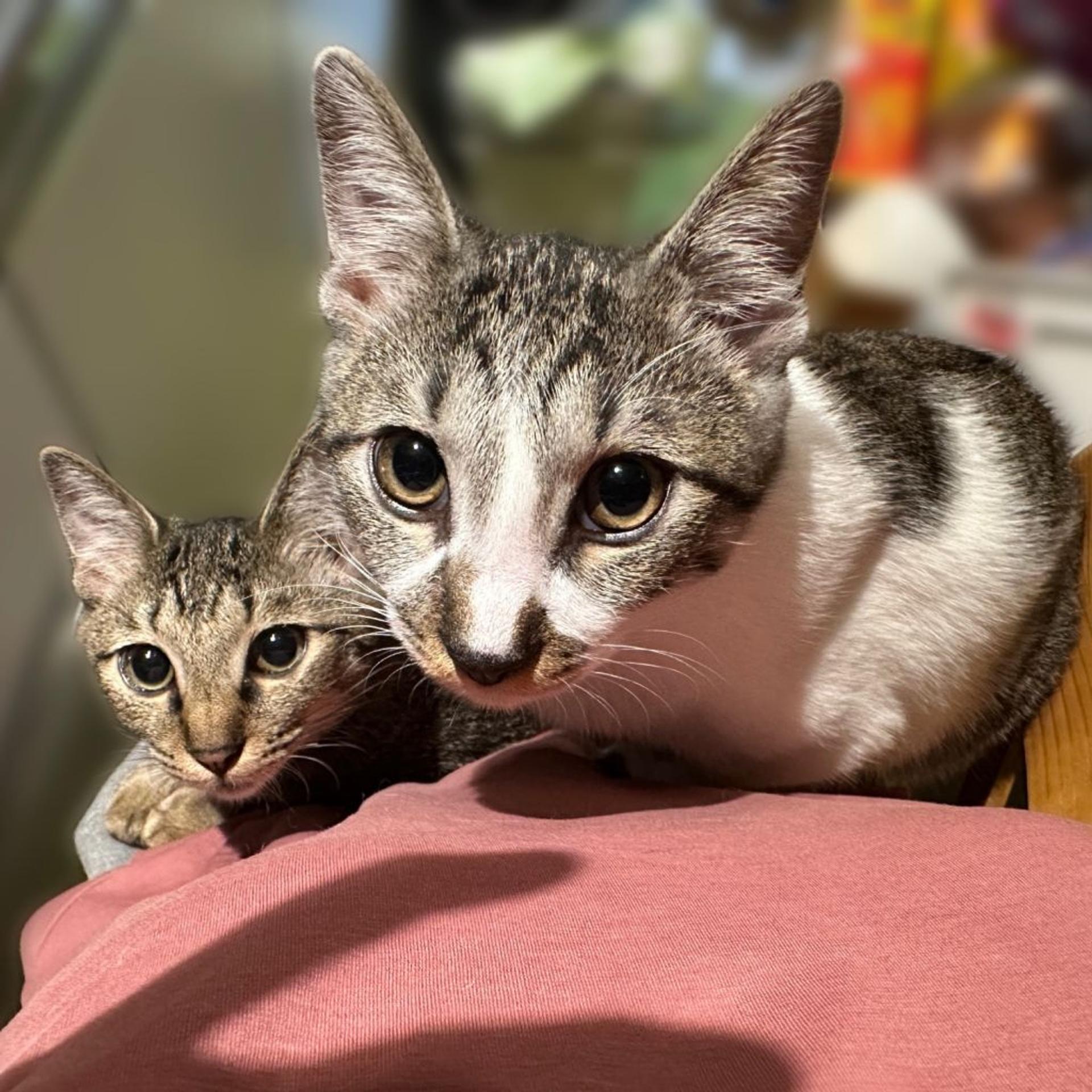 pet-image-7
