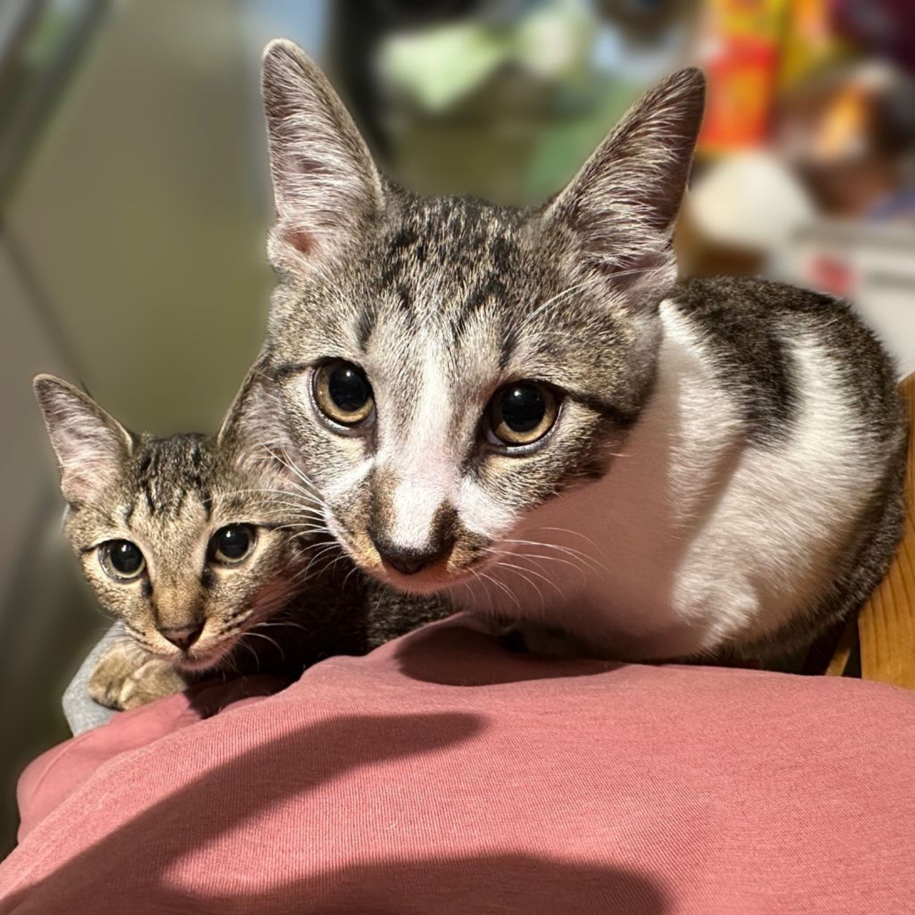 pet-image-7